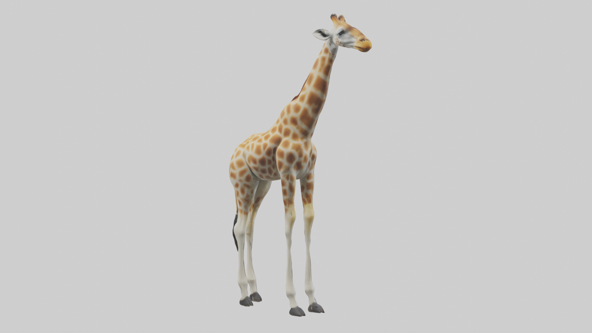 Giraffe Legs Model Low-poly 3D model_3
