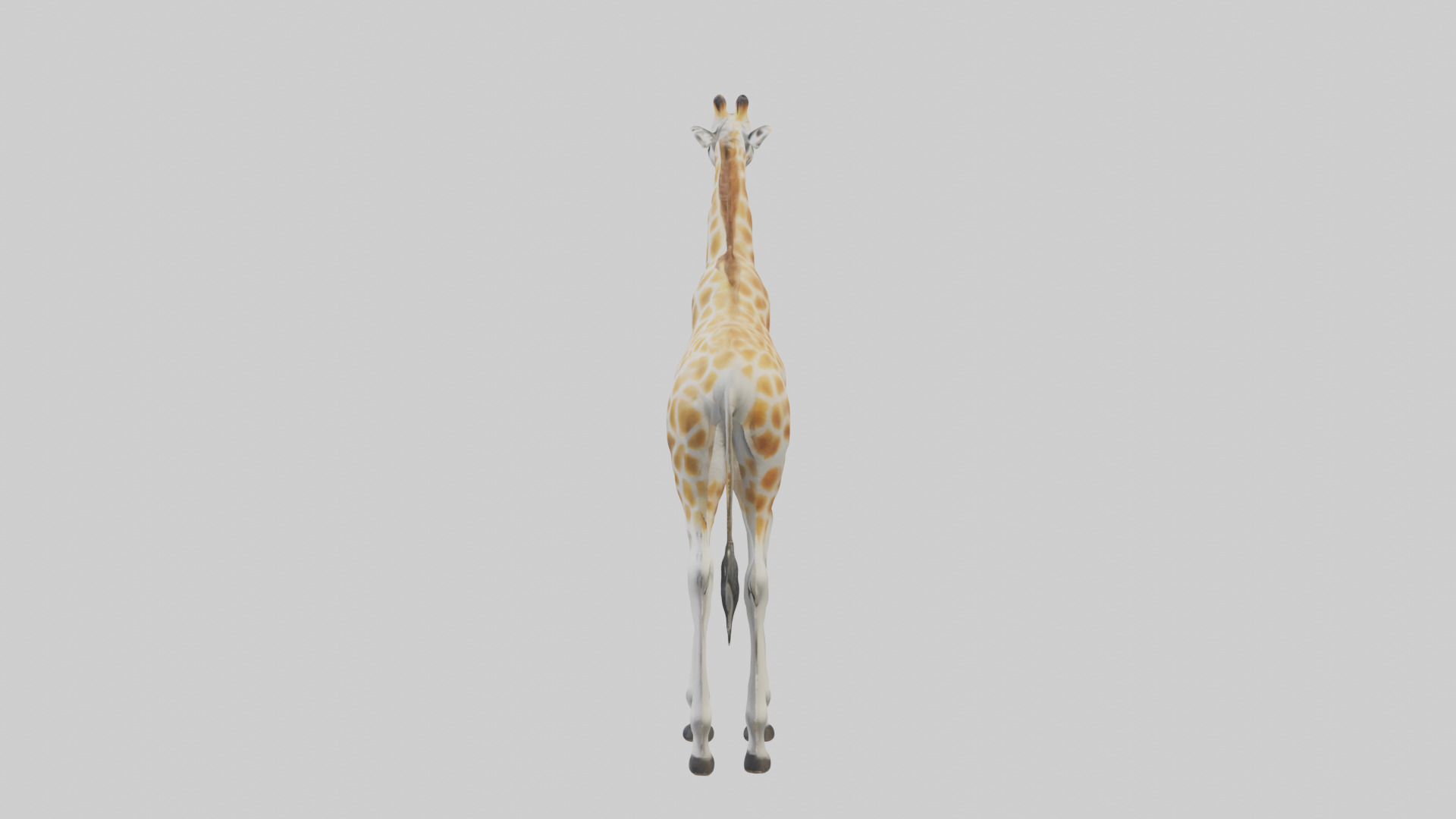 Giraffe Legs Model Low-poly 3D model_12