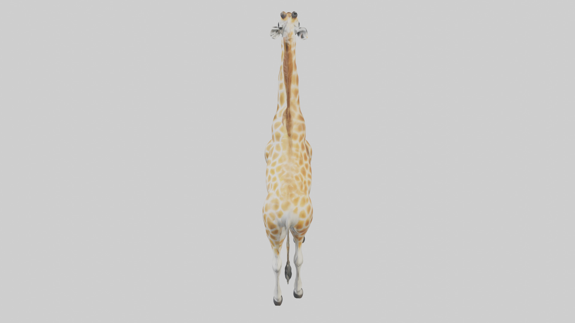 Giraffe Legs Model Low-poly 3D model_17
