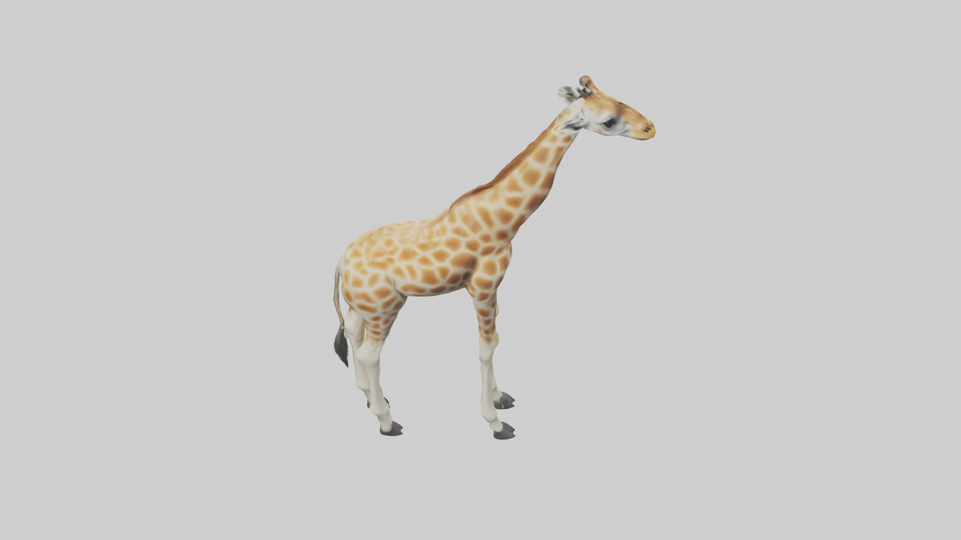 Giraffe Legs Model Low-poly 3D model_15