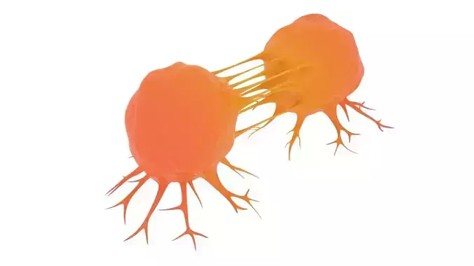 Cancer Cell Dividing 3D model
