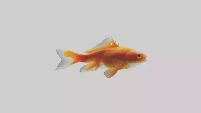 Goldfish swimming in tank model