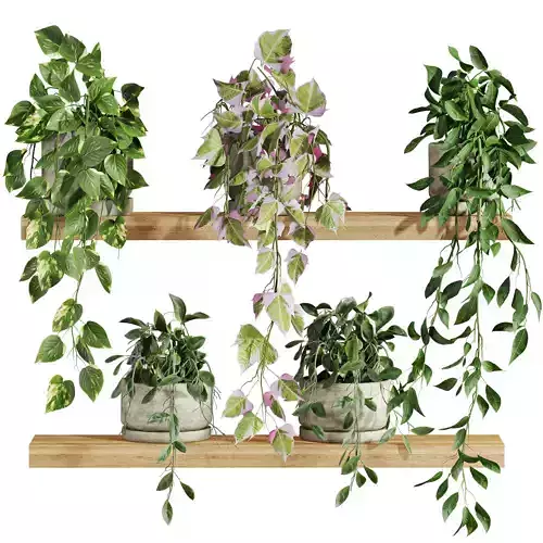 plants on shelf