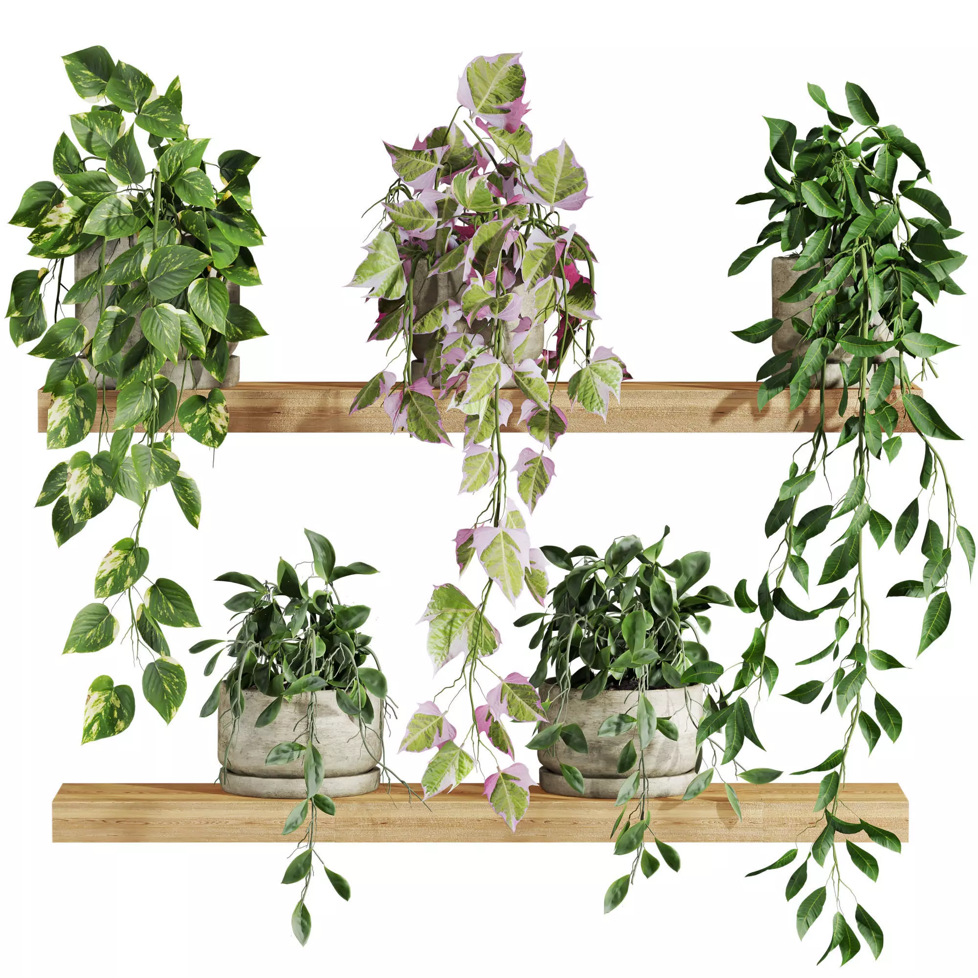 plants on shelf 3D model_0