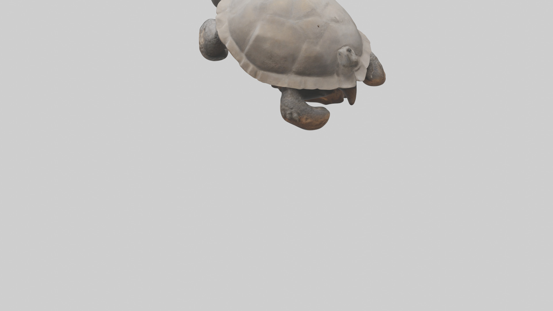 Gopher Tortoise digging burrow model Low-poly 3D model_4