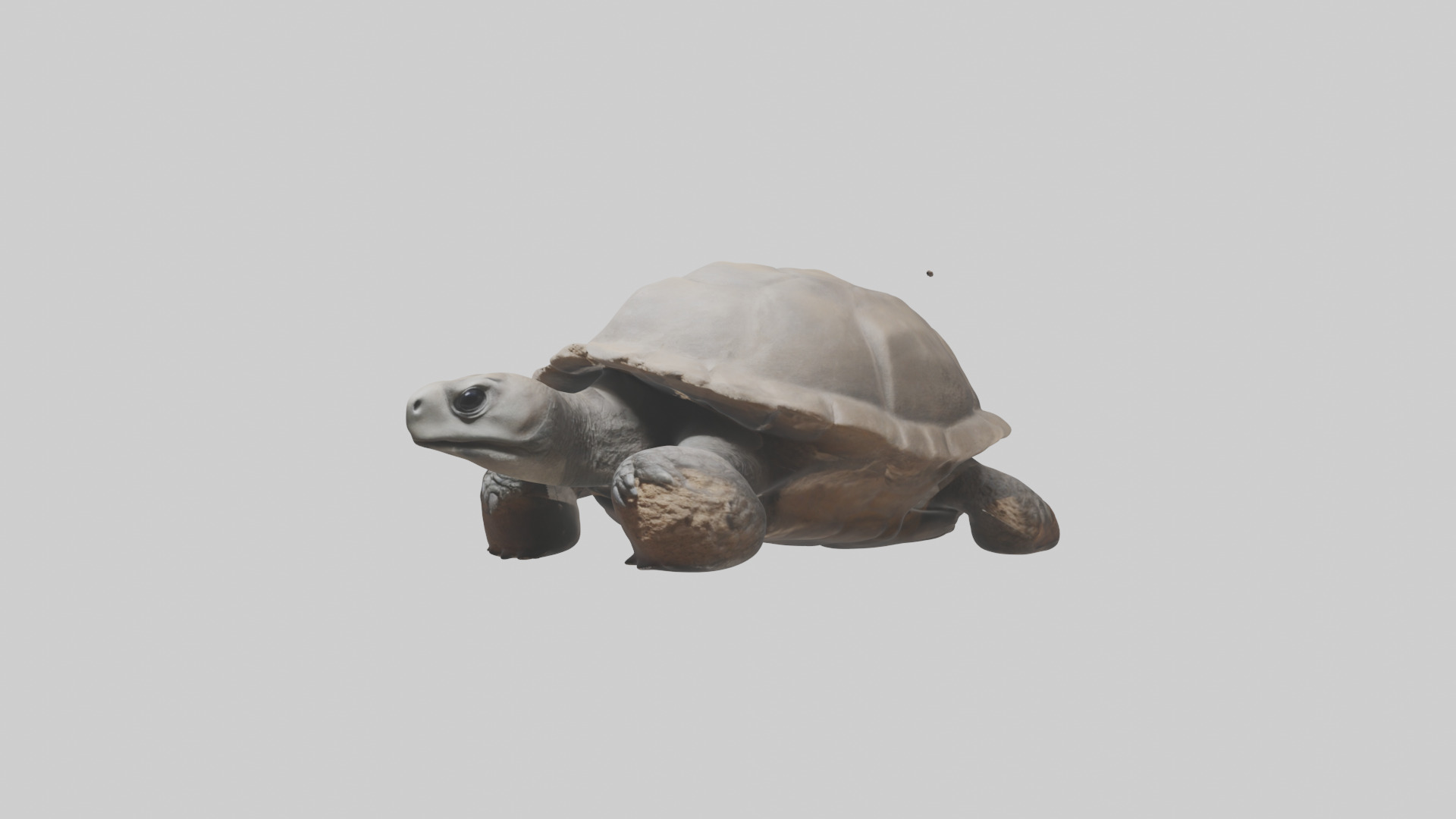 Gopher Tortoise digging burrow model Low-poly 3D model_10