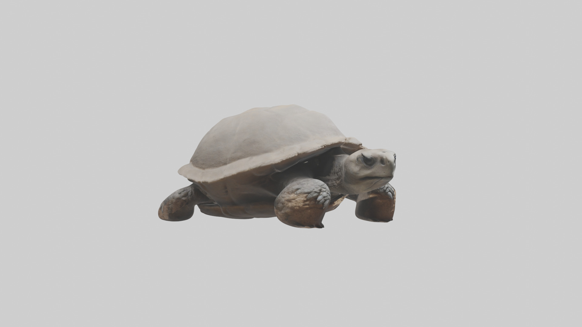 Gopher Tortoise digging burrow model Low-poly 3D model_11