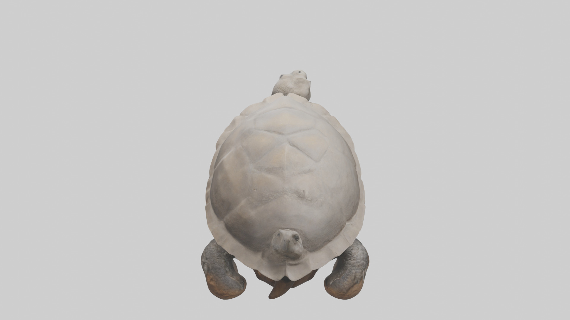 Gopher Tortoise digging burrow model Low-poly 3D model_15