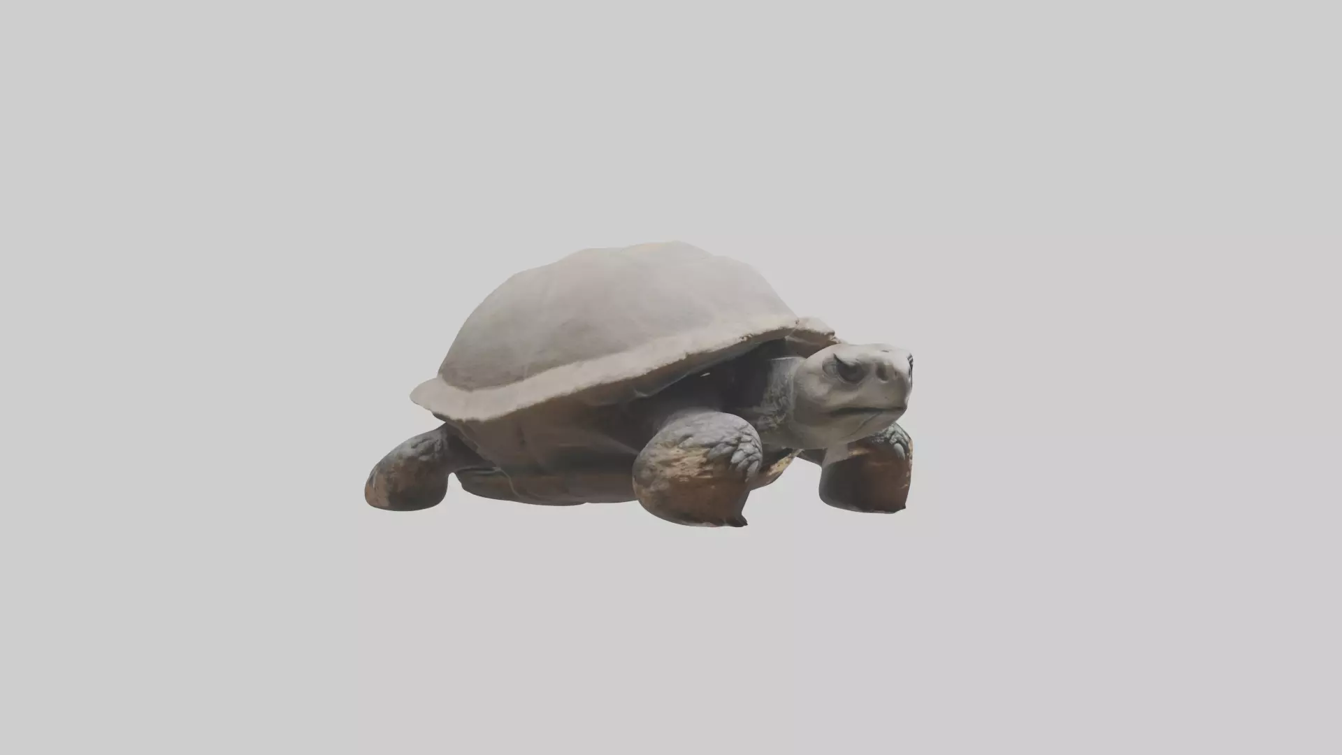 Gopher Tortoise digging burrow model Low-poly 3D model_0
