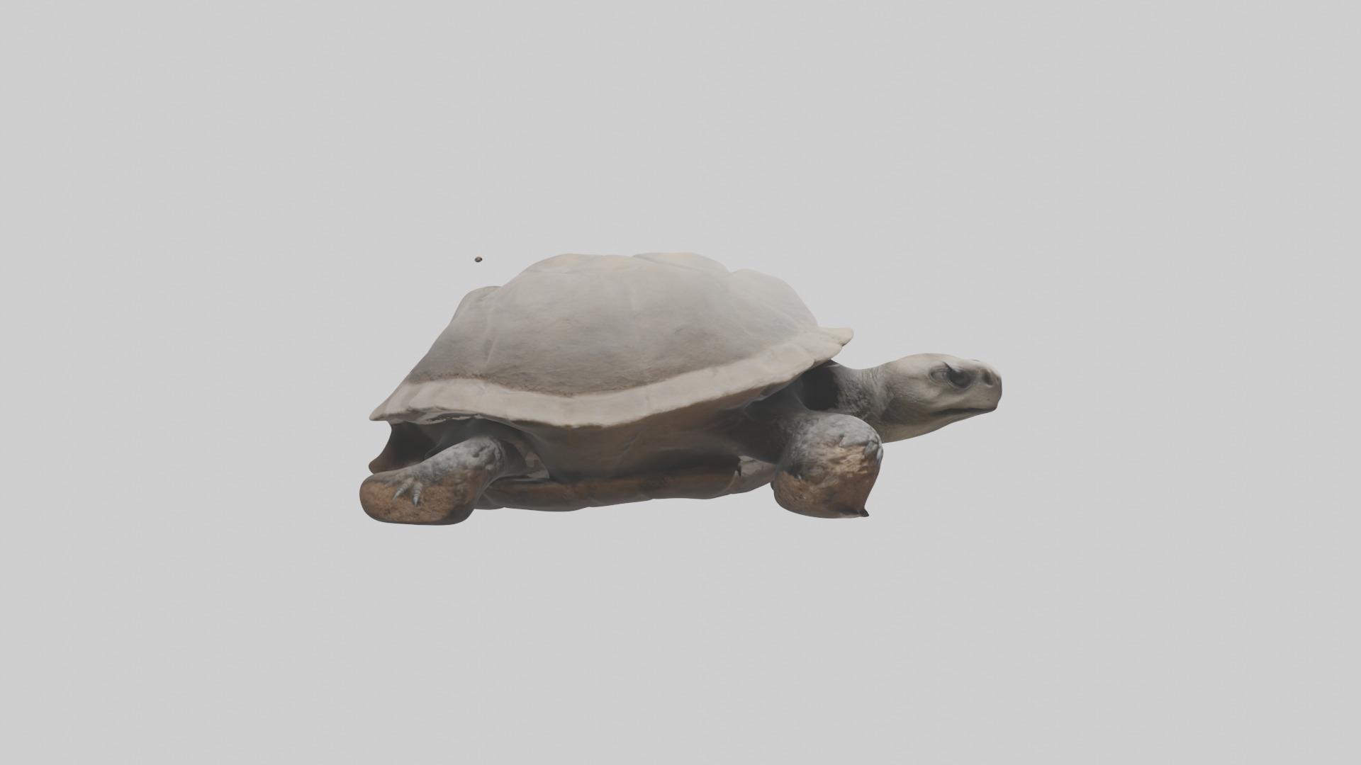 Gopher Tortoise digging burrow model Low-poly 3D model_13