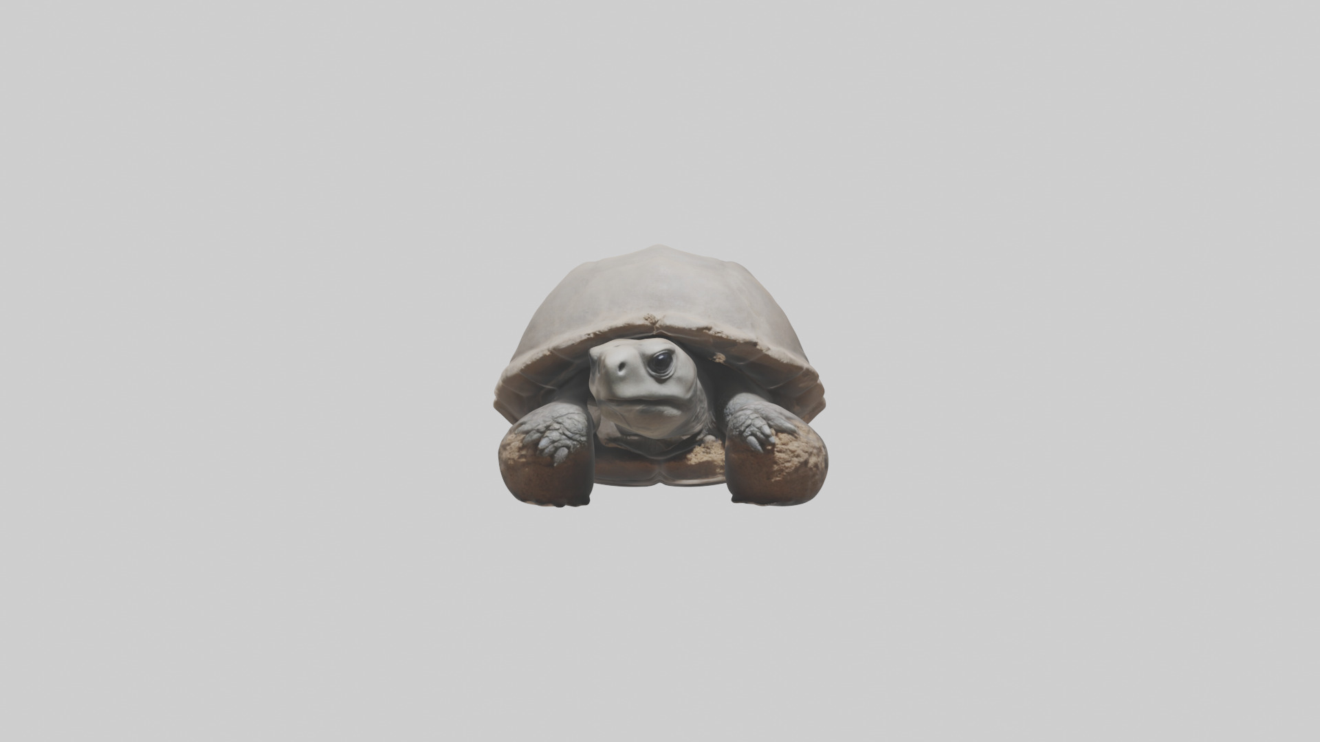 Gopher Tortoise digging burrow model Low-poly 3D model_9
