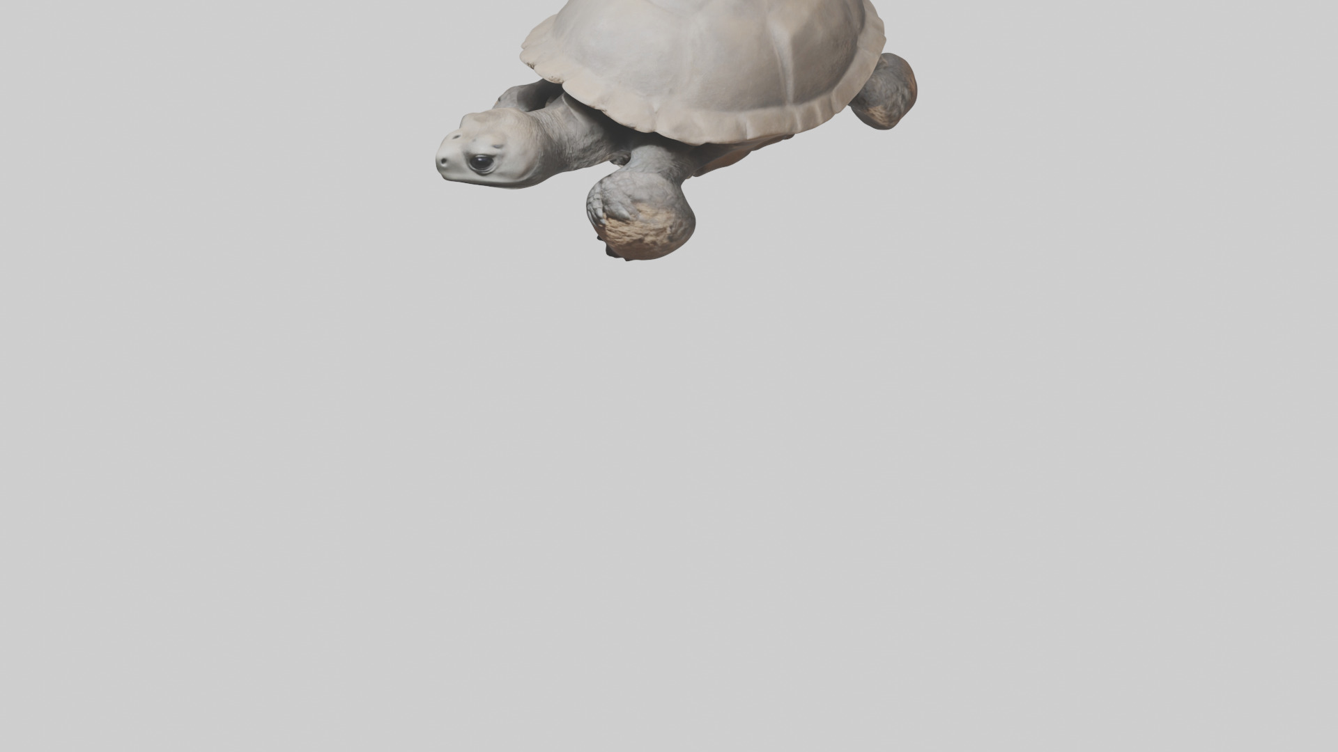 Gopher Tortoise digging burrow model Low-poly 3D model_6