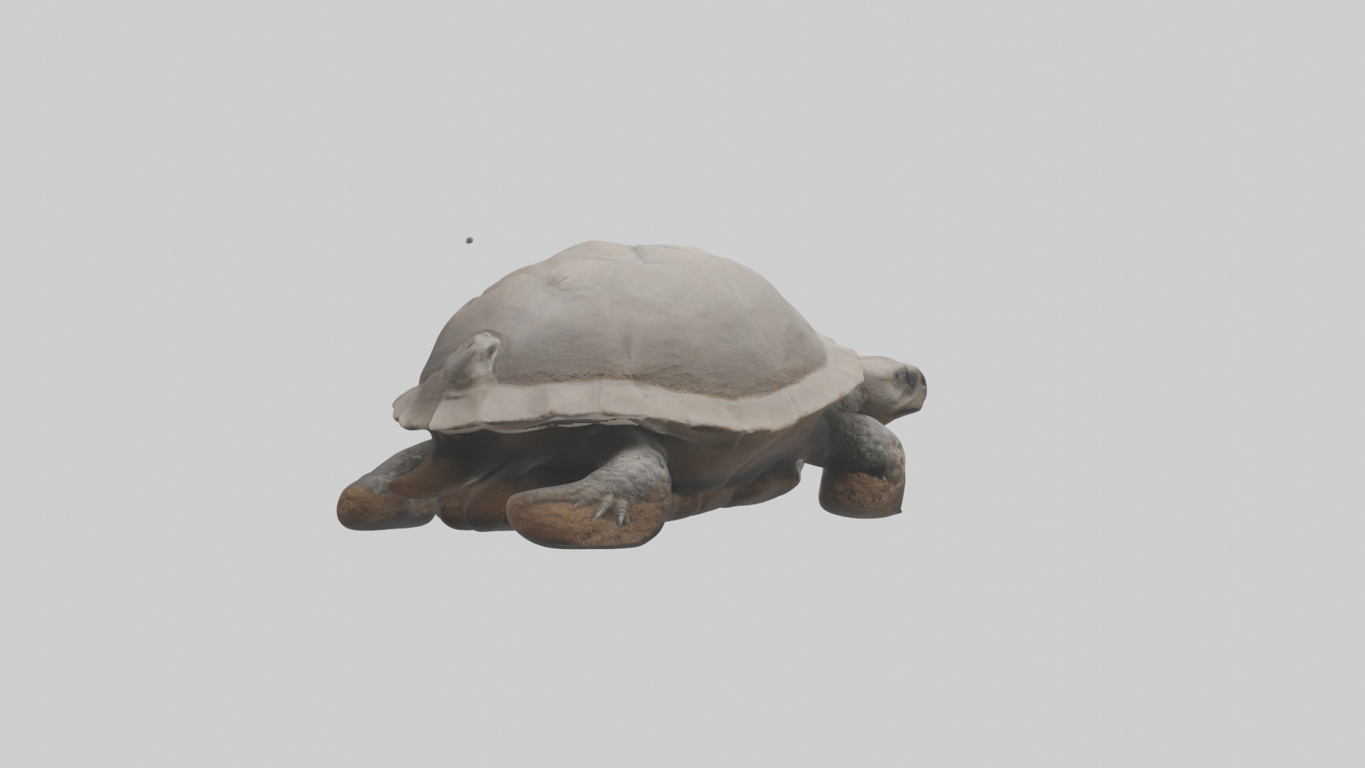 Gopher Tortoise digging burrow model Low-poly 3D model_3