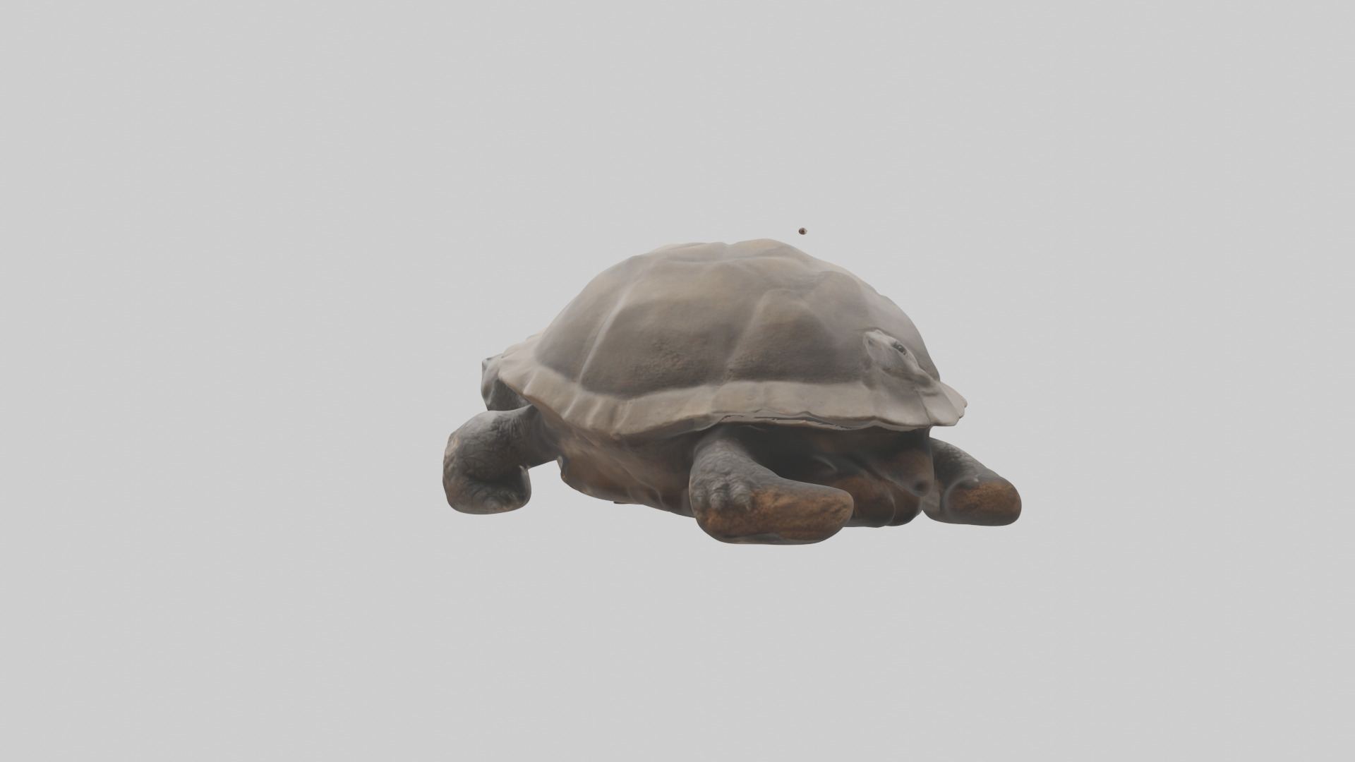 Gopher Tortoise digging burrow model Low-poly 3D model_2