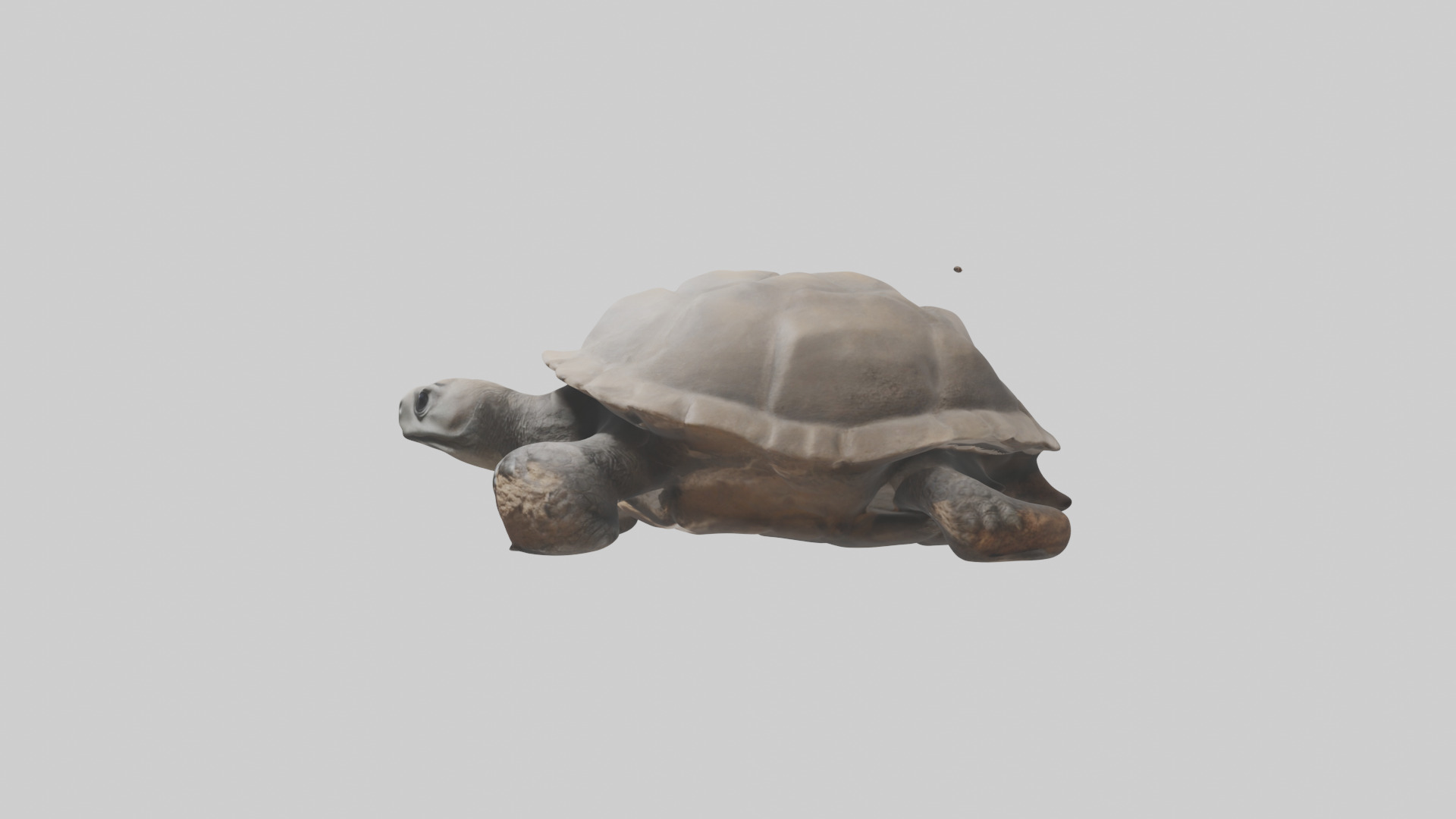 Gopher Tortoise digging burrow model Low-poly 3D model_12