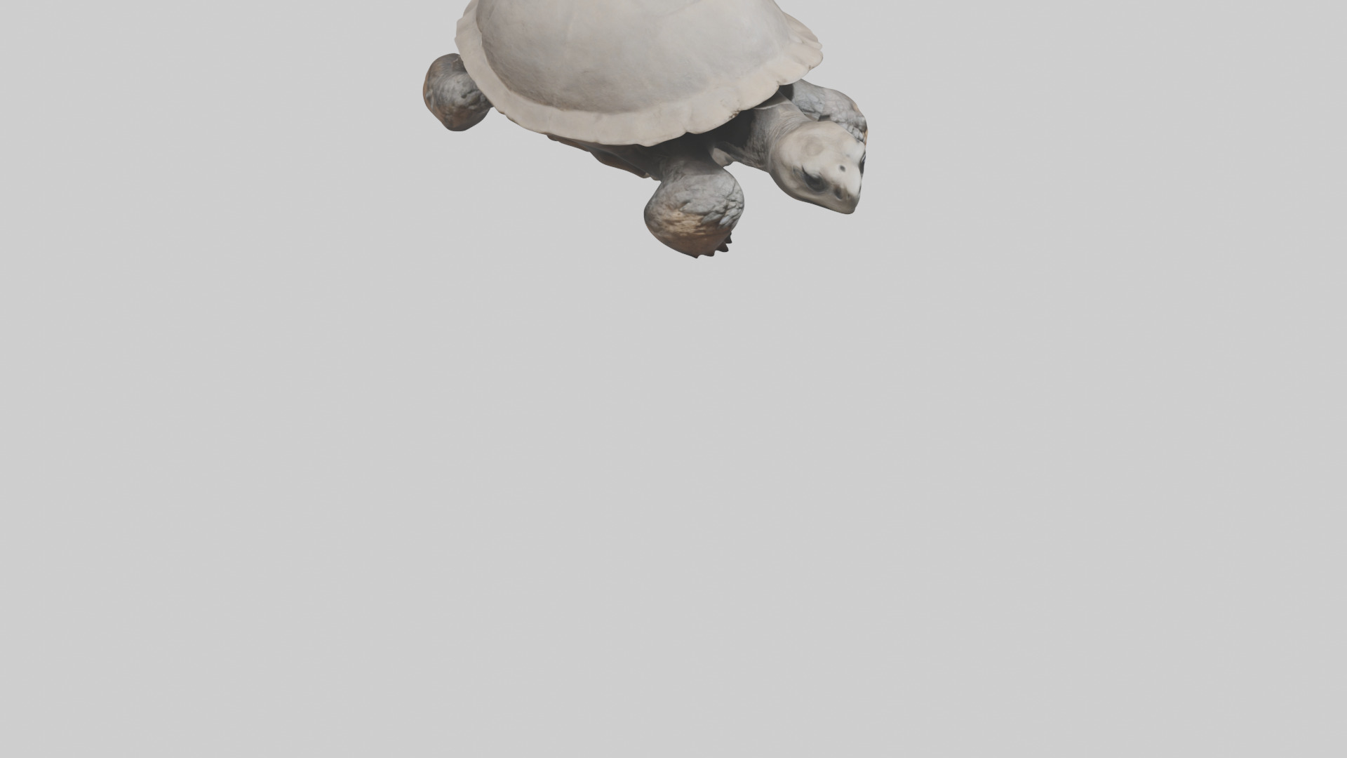Gopher Tortoise digging burrow model Low-poly 3D model_7