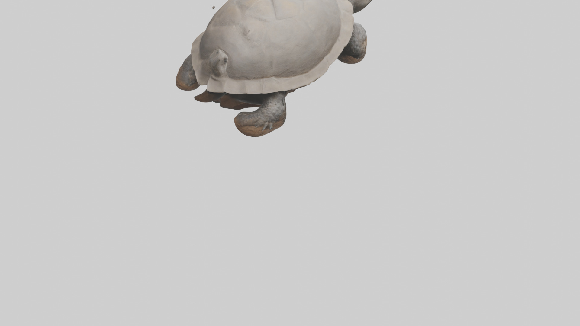 Gopher Tortoise digging burrow model Low-poly 3D model_5