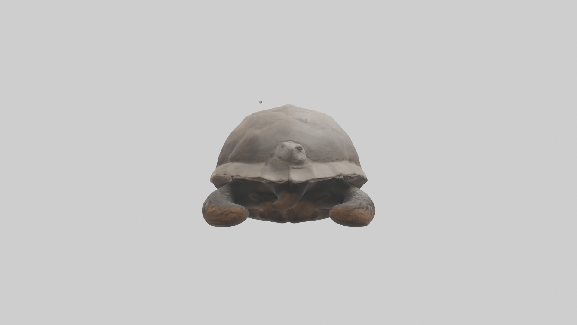 Gopher Tortoise digging burrow model Low-poly 3D model_1