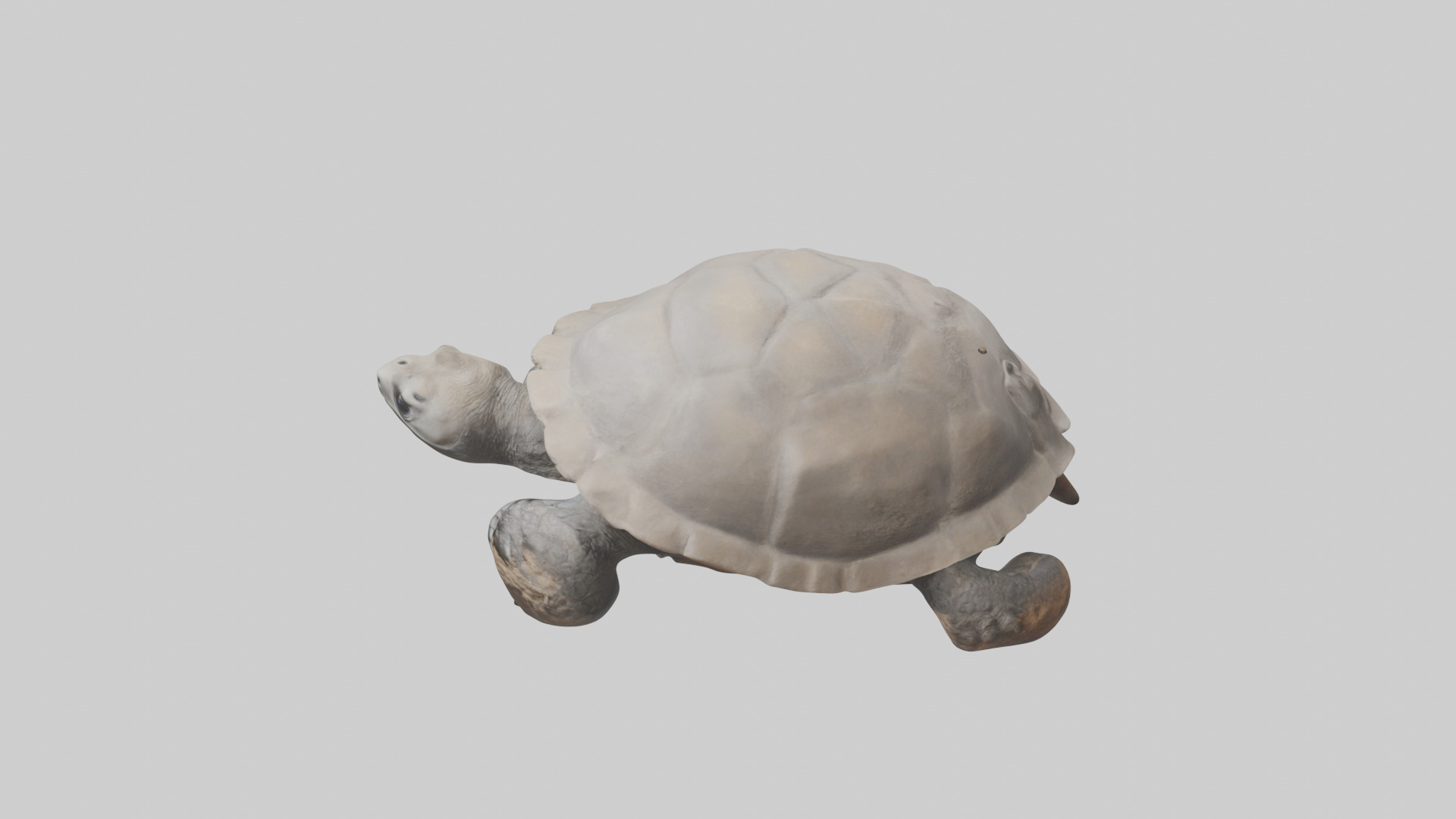 Gopher Tortoise digging burrow model Low-poly 3D model_17