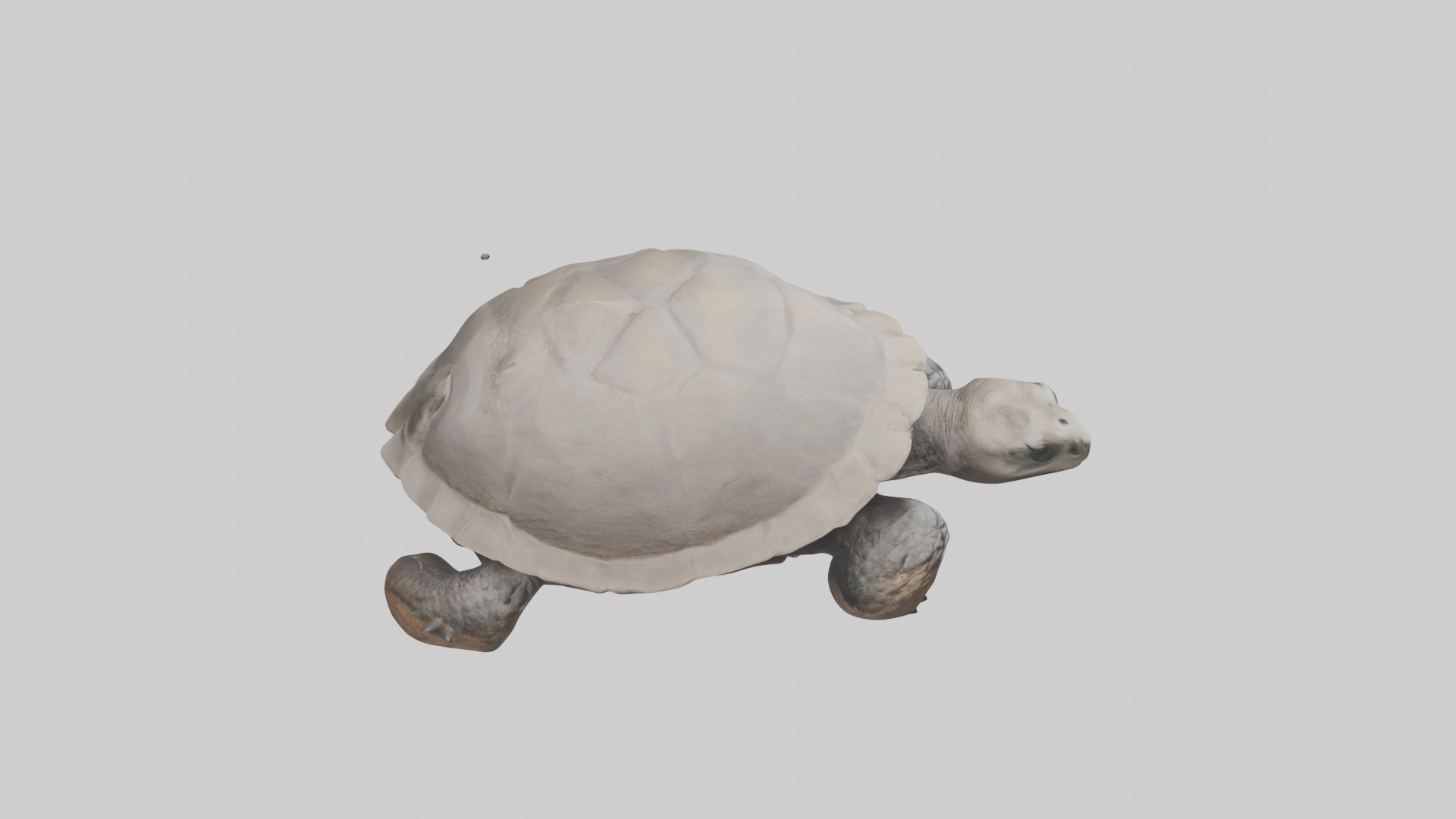 Gopher Tortoise digging burrow model Low-poly 3D model_18