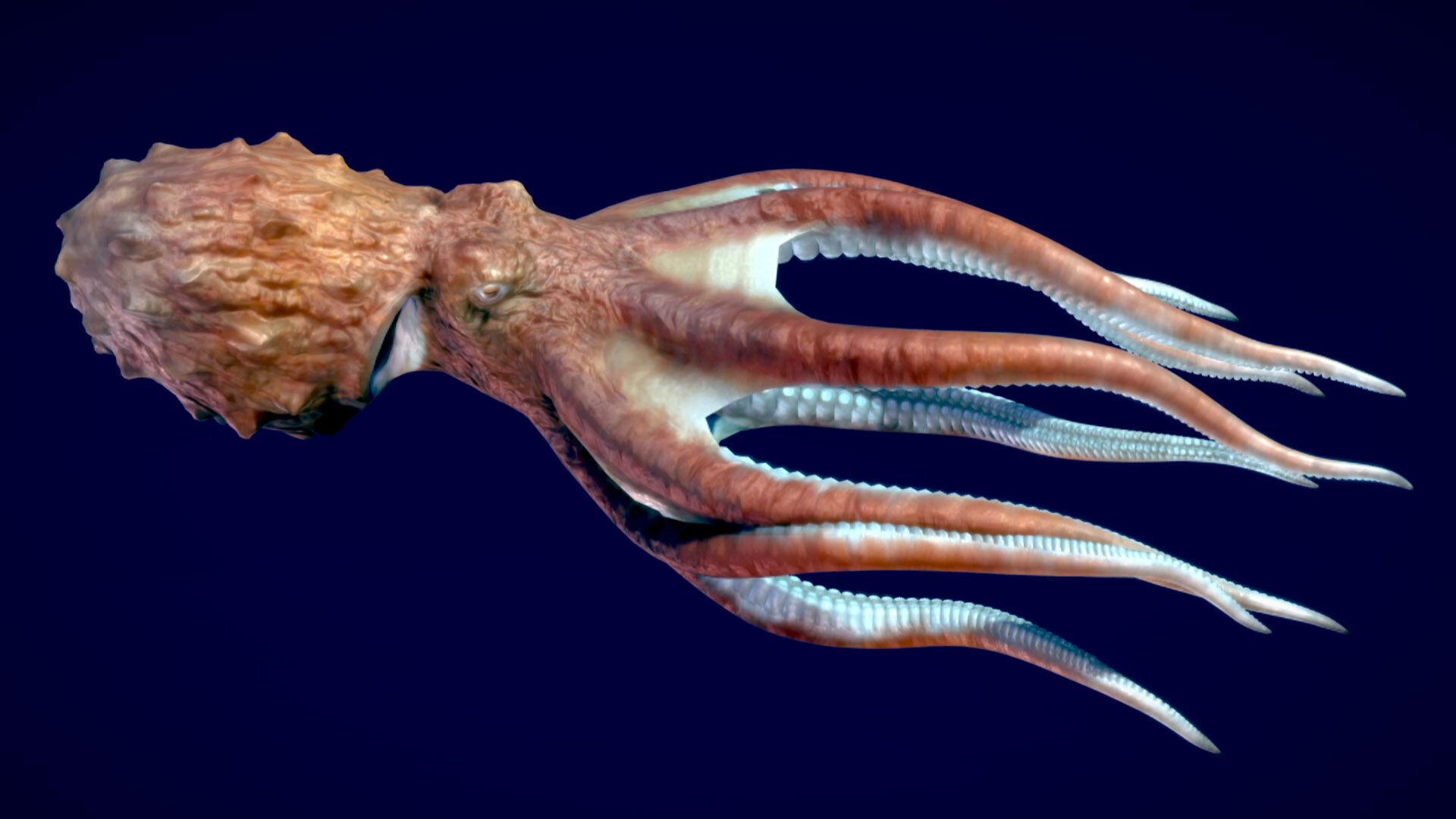 Giant Pacific Octopus 3D model_2