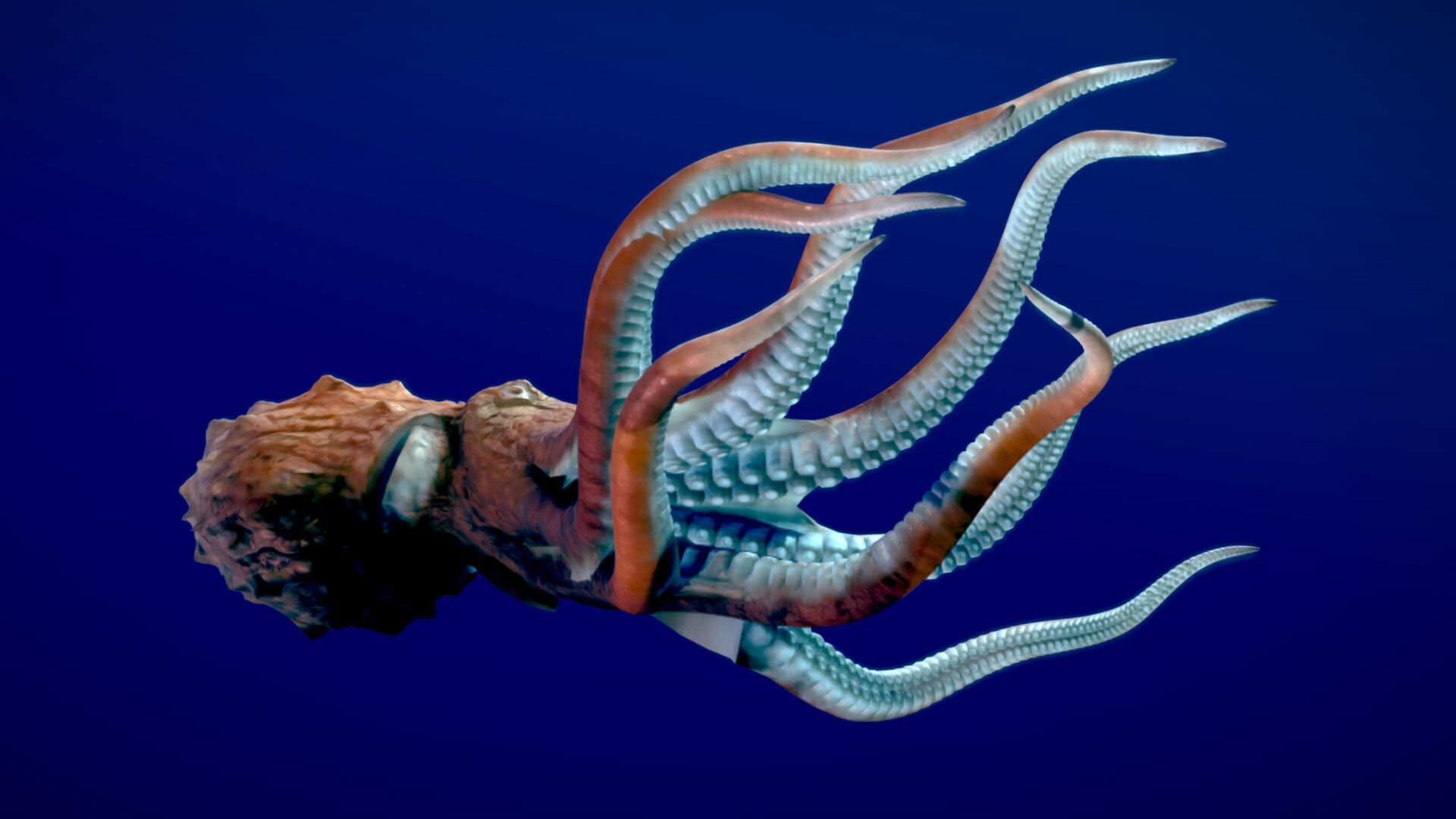 Giant Pacific Octopus 3D model_4