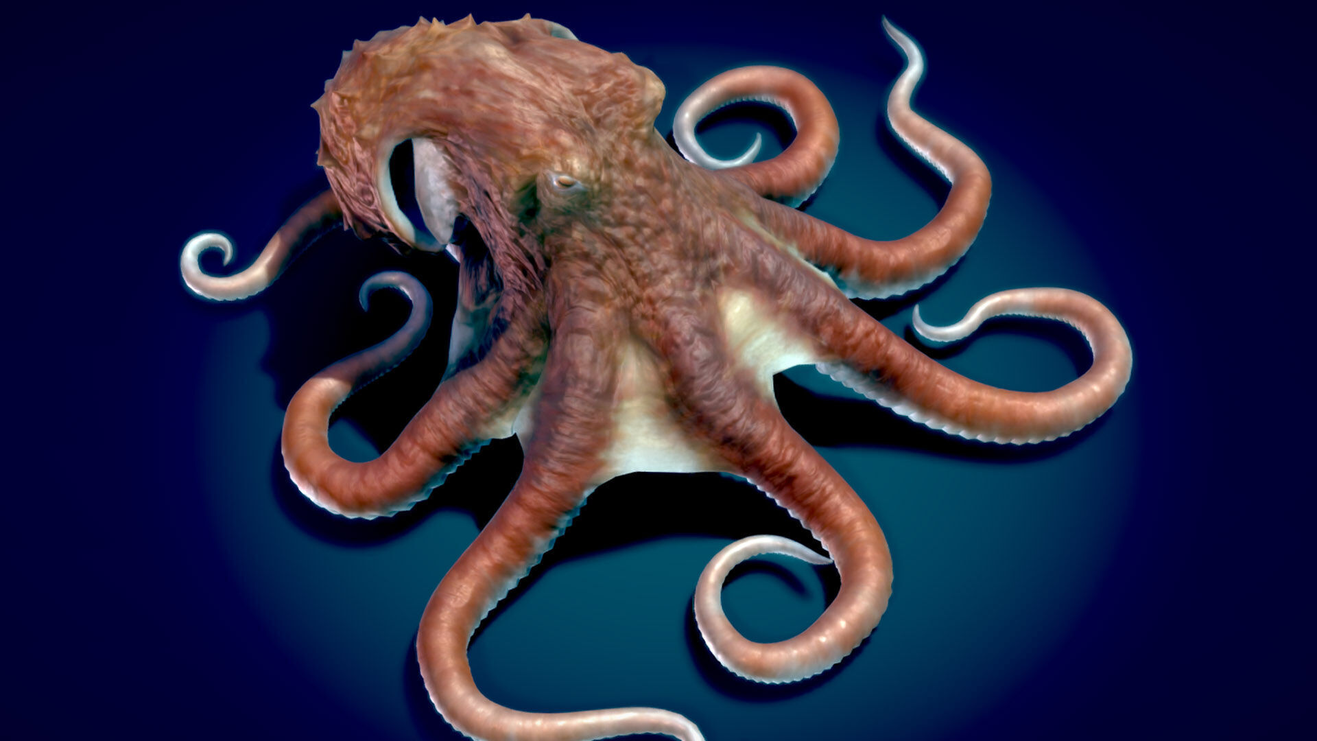 Giant Pacific Octopus 3D model_1