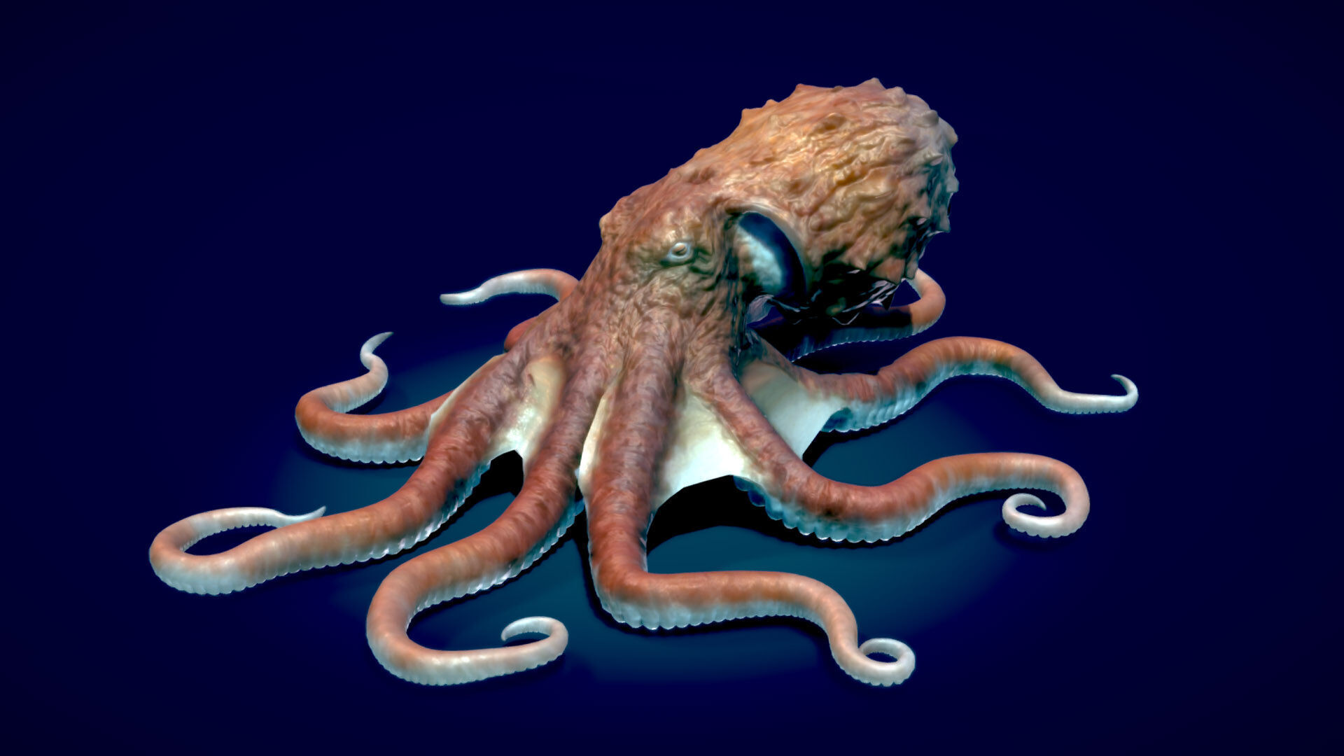 Giant Pacific Octopus 3D model_3