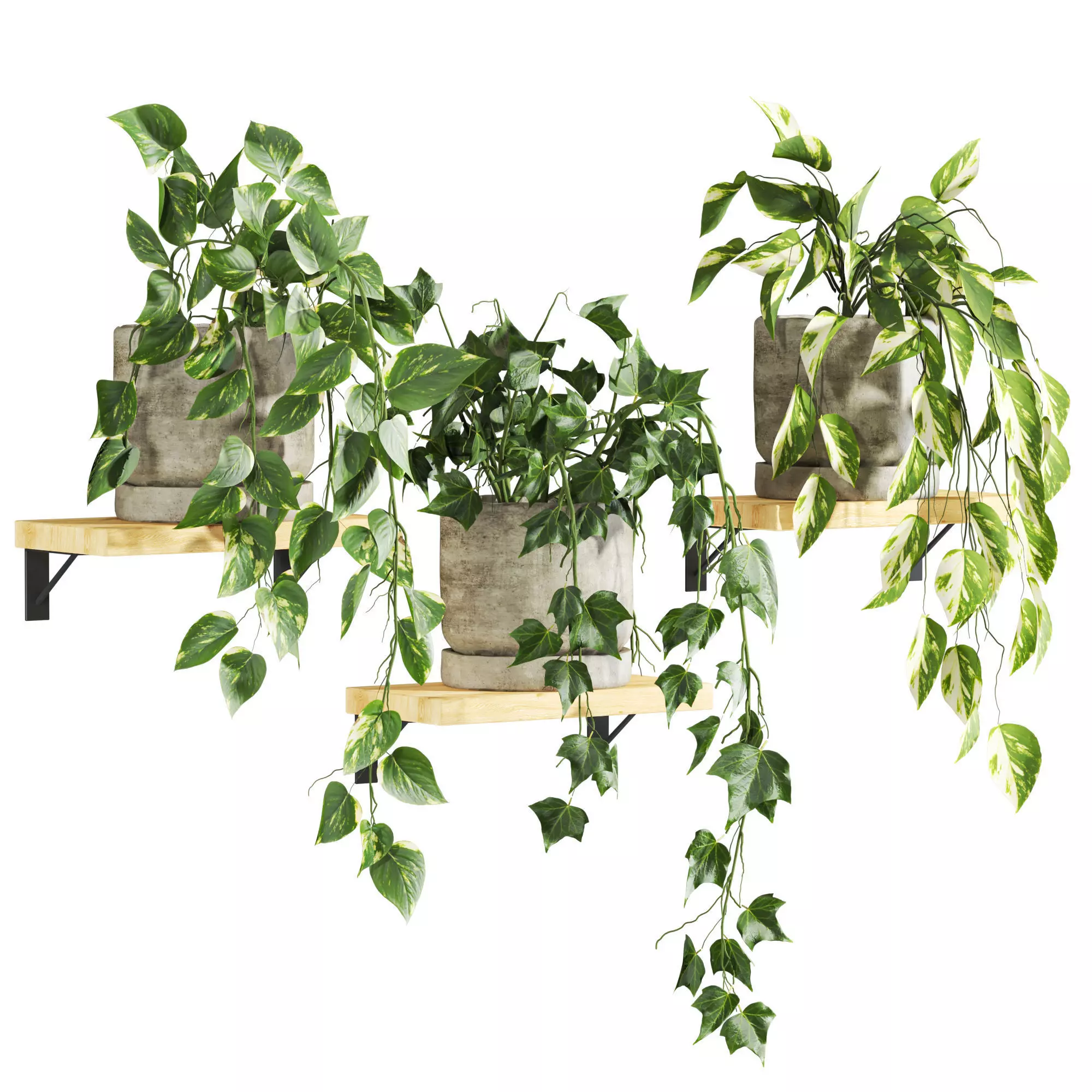 plants on shelf 3D model_0