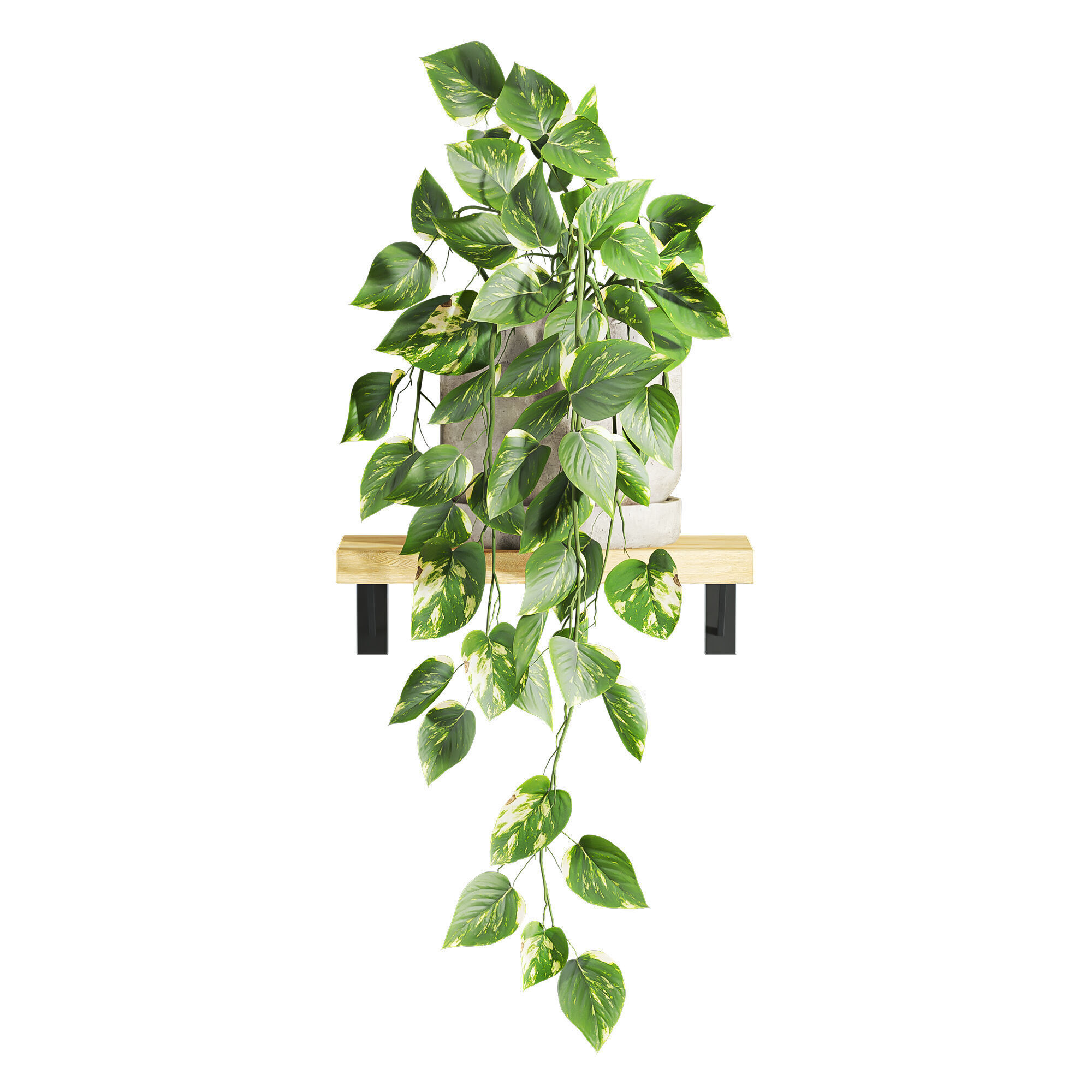 plants on shelf 3D model_2