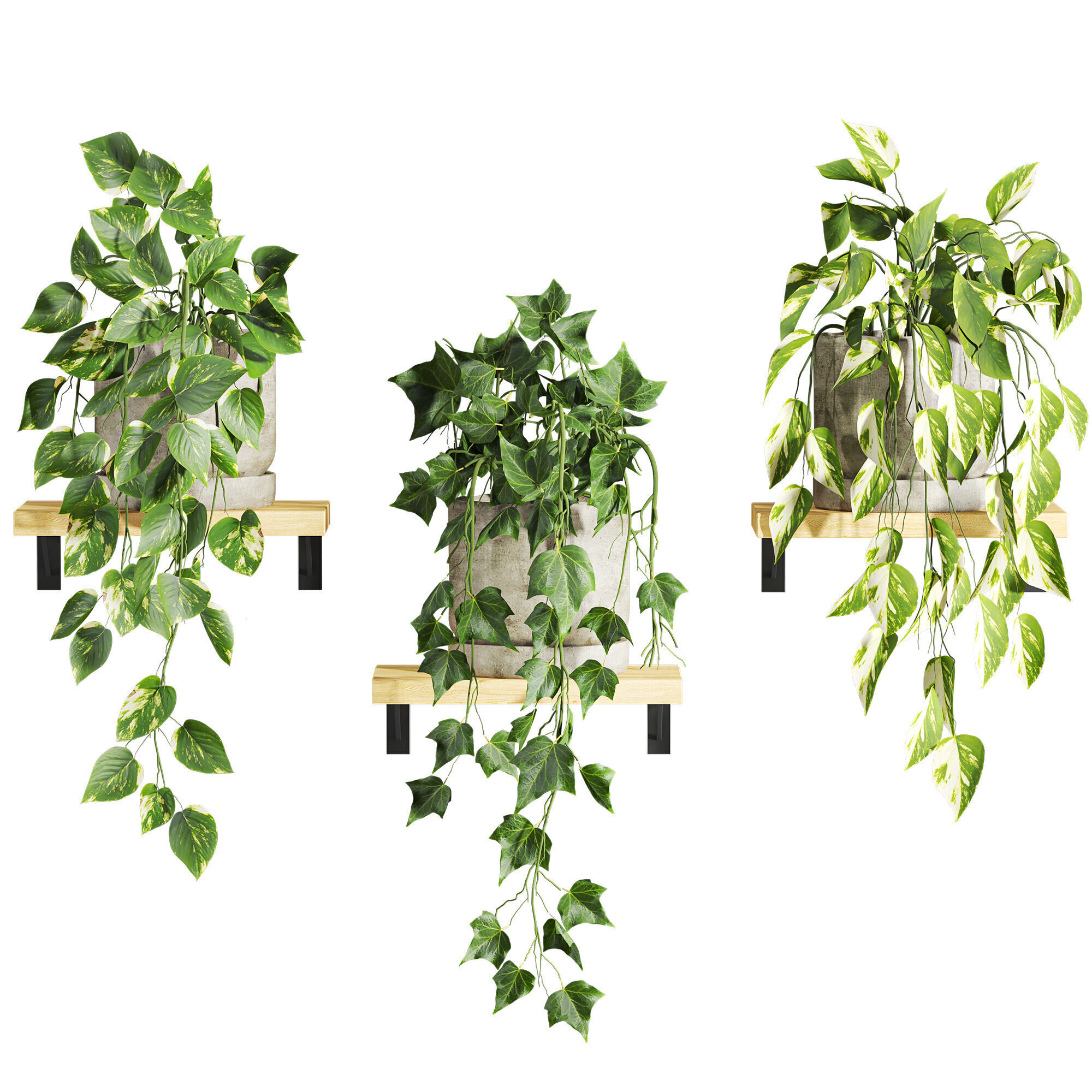 plants on shelf 3D model_1