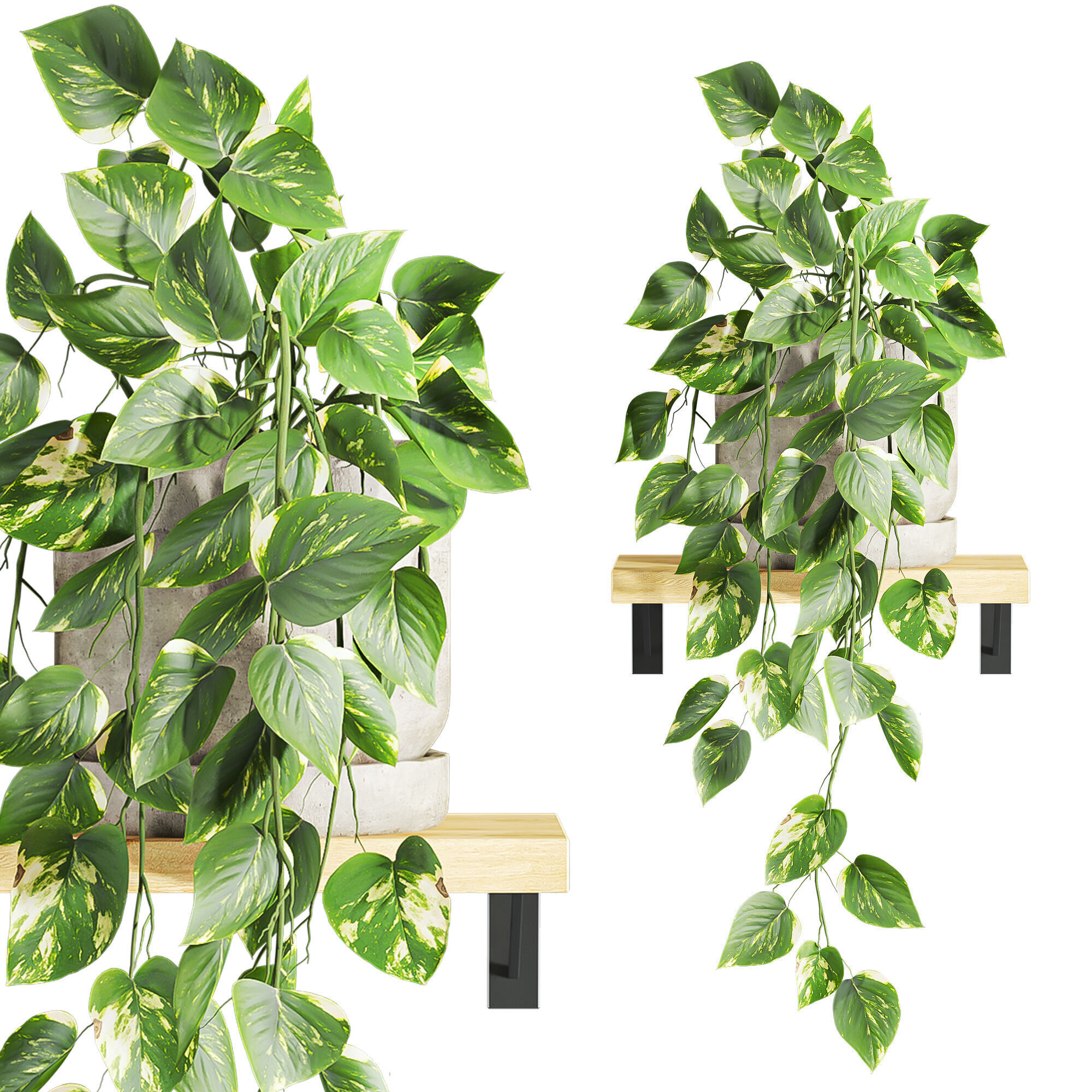 plants on shelf 3D model_3