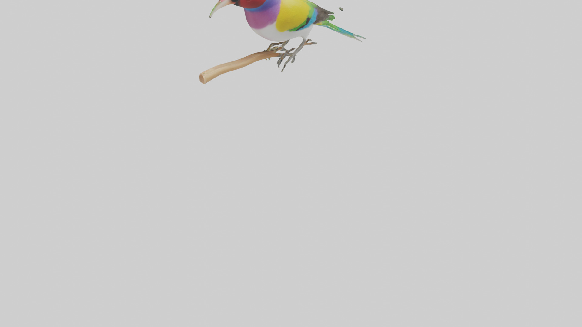 Gouldian Finch perched model Low-poly 3D model_3