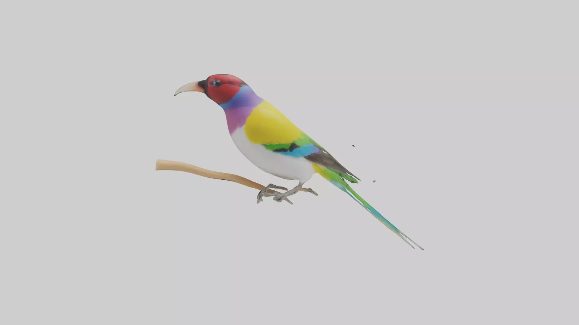 Gouldian Finch perched model Low-poly 3D model_0