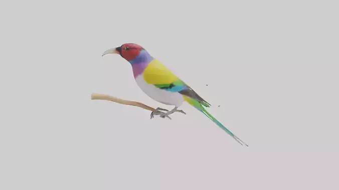 Gouldian Finch perched model