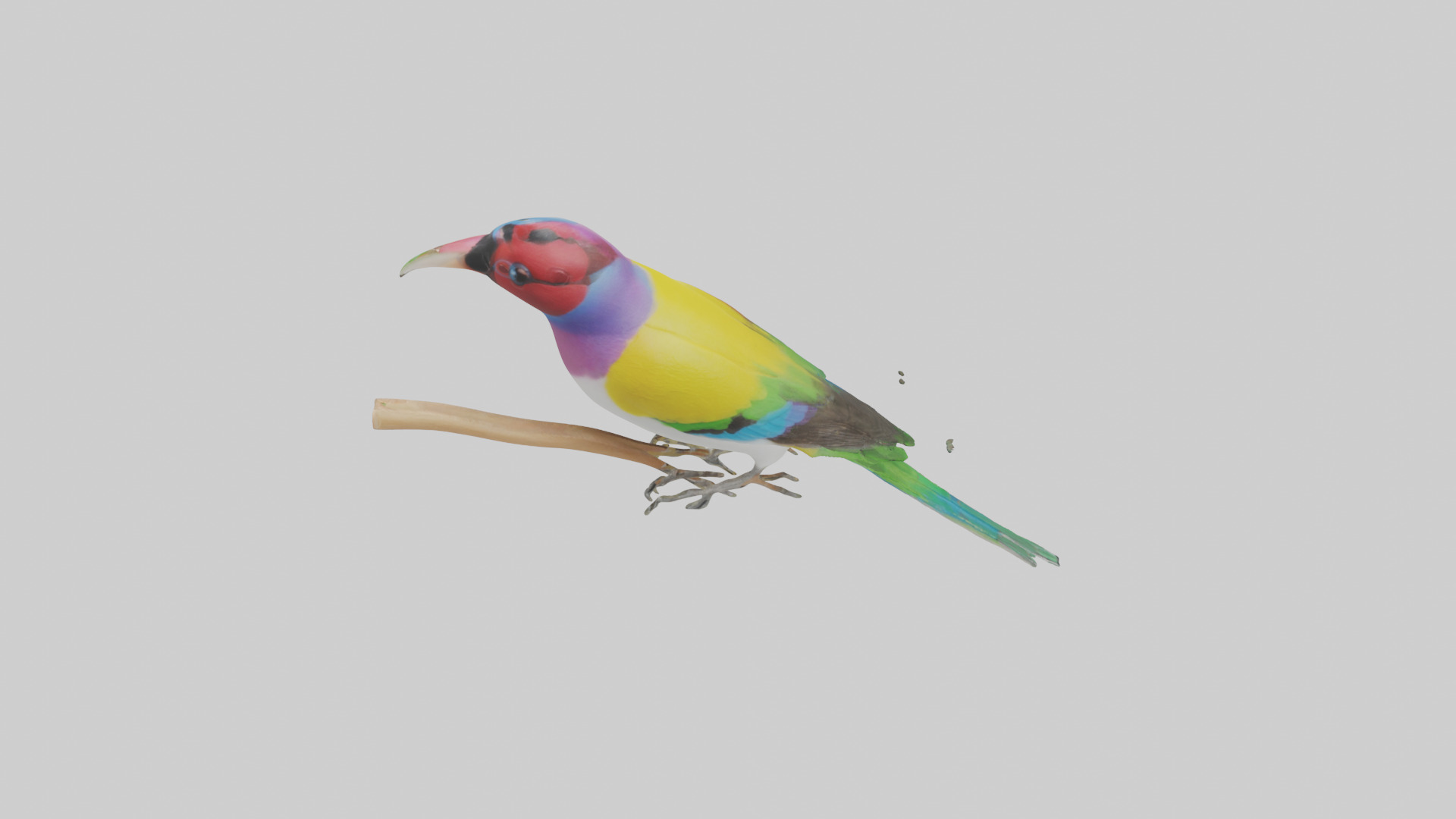 Gouldian Finch perched model Low-poly 3D model_15