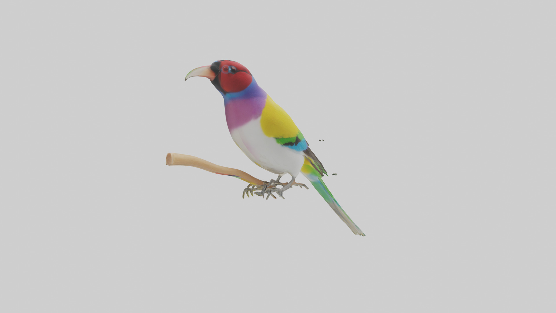 Gouldian Finch perched model Low-poly 3D model_1