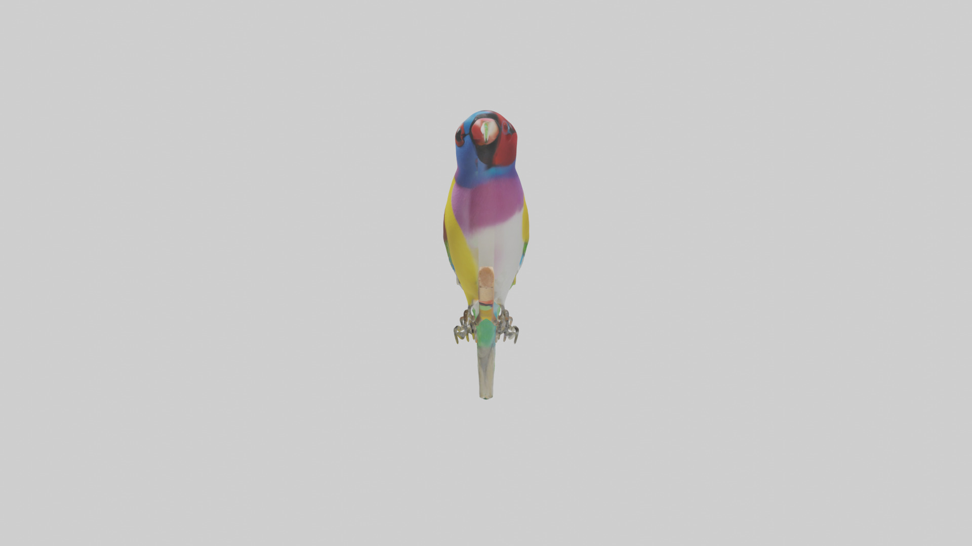 Gouldian Finch perched model Low-poly 3D model_12