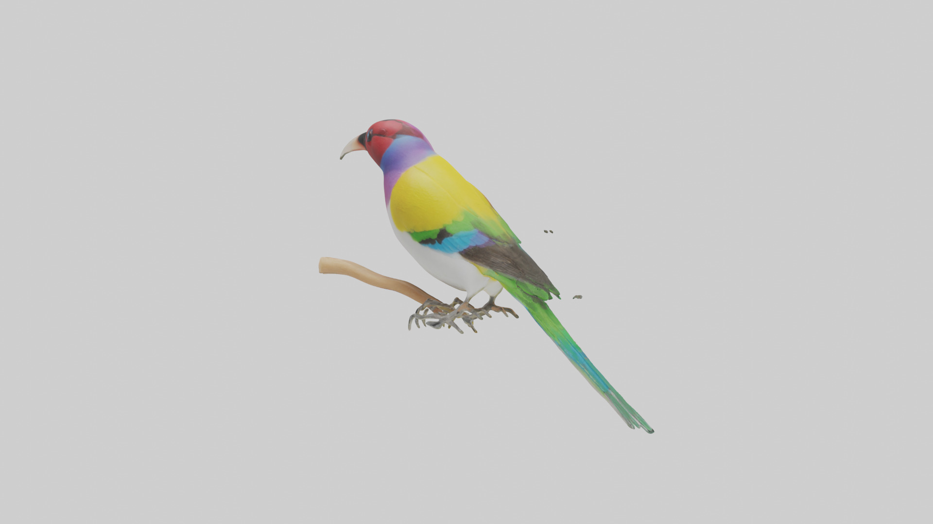 Gouldian Finch perched model Low-poly 3D model_2