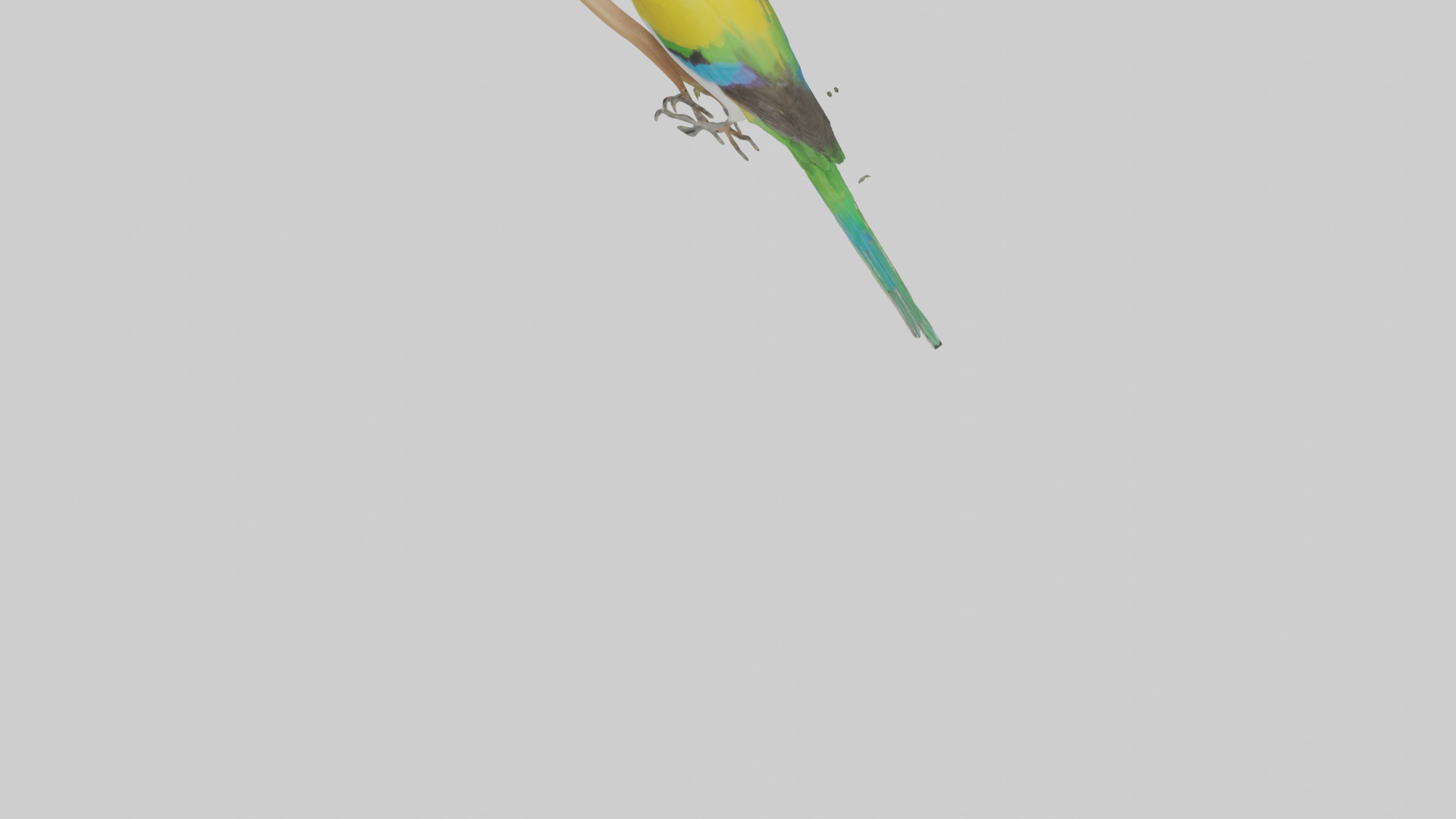 Gouldian Finch perched model Low-poly 3D model_4