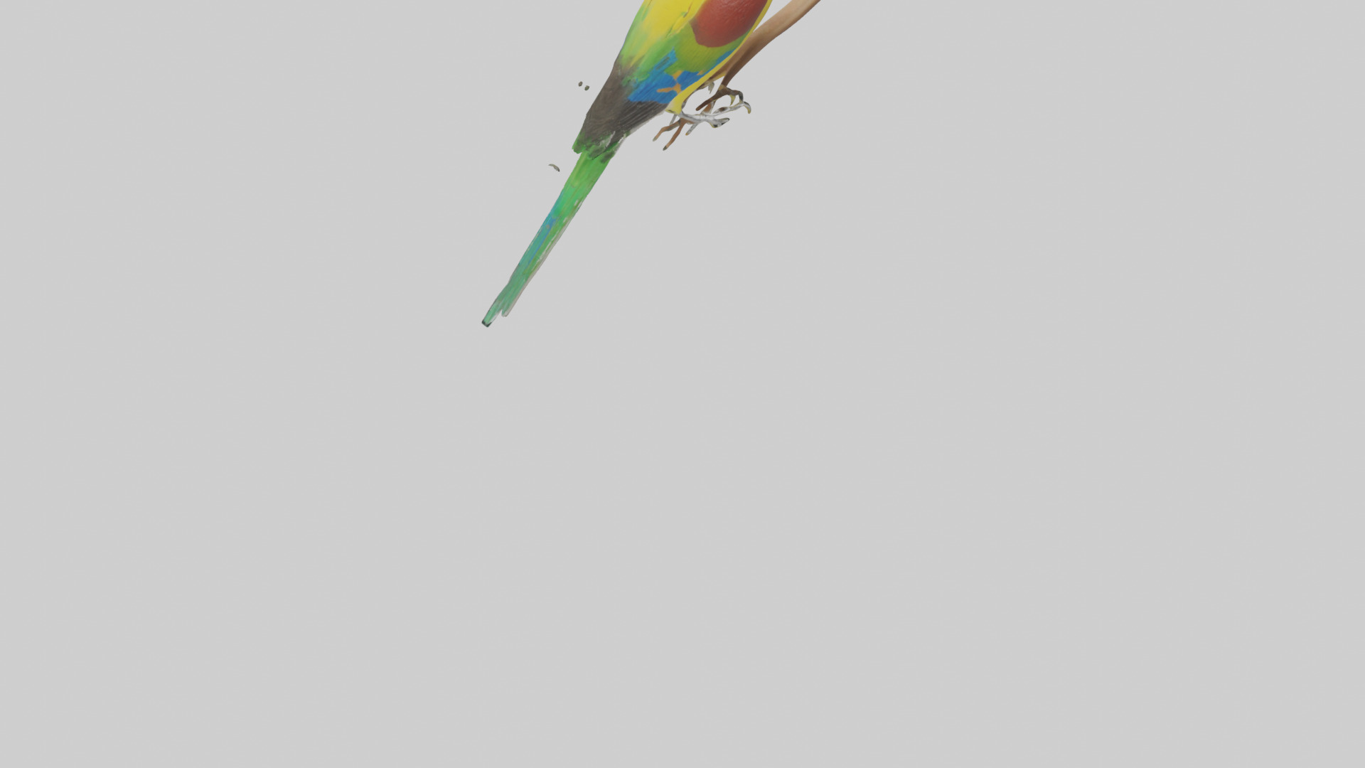 Gouldian Finch perched model Low-poly 3D model_6