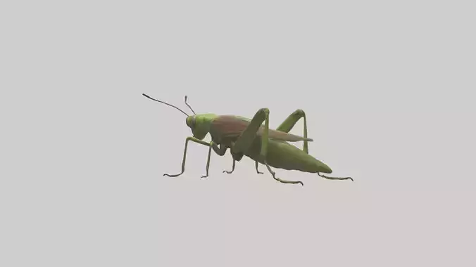 Grasshoper Jumping Model