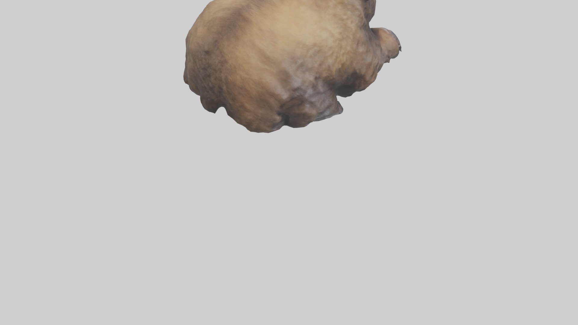 Grizzly Cub playing model Low-poly 3D model_9