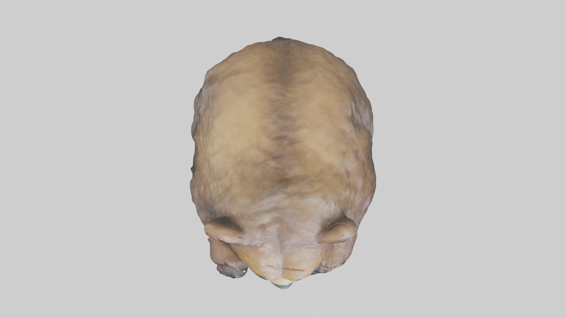 Grizzly Cub playing model Low-poly 3D model_14