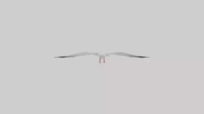 Gull flying model