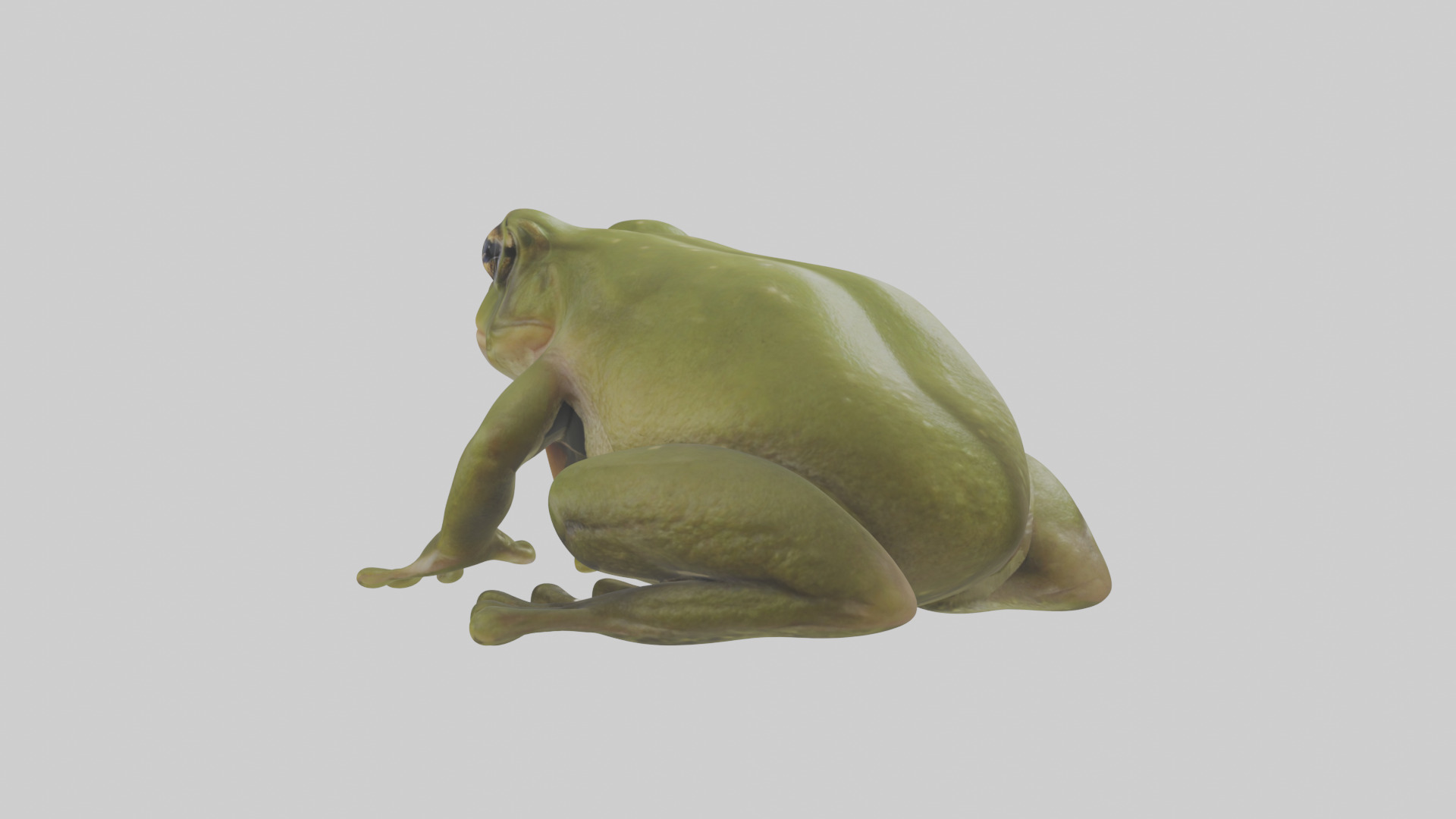 Hairy Frog sitting model Low-poly 3D model_4