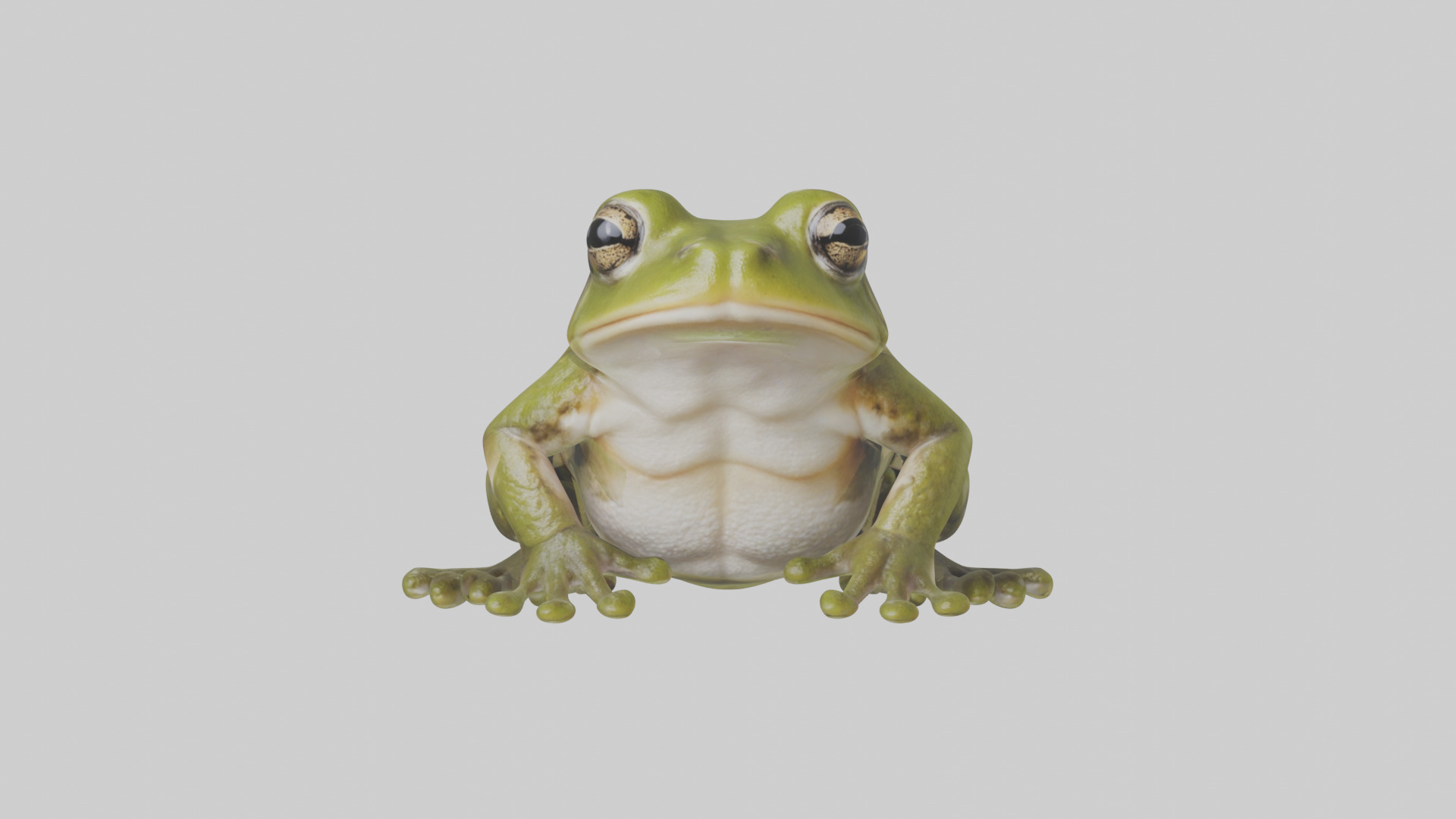 Hairy Frog sitting model Low-poly 3D model_2