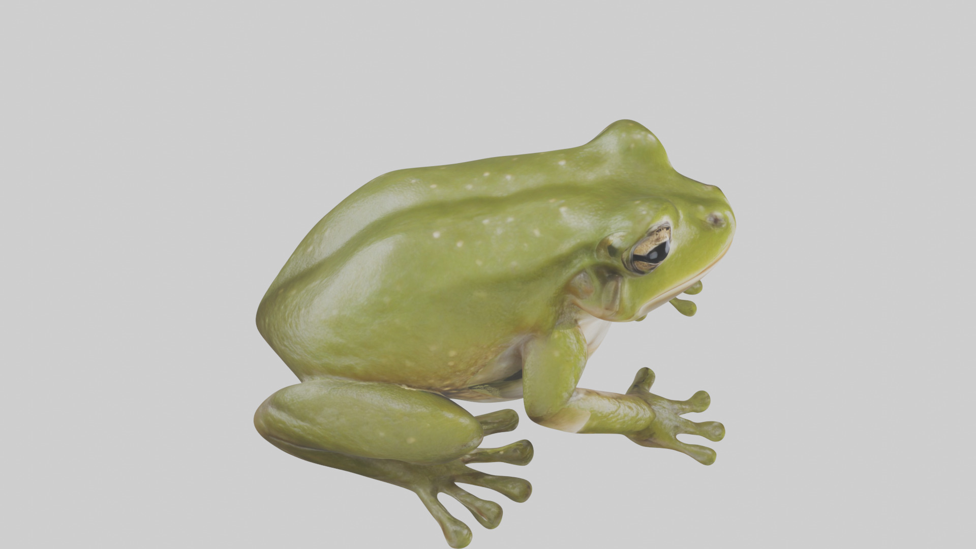 Hairy Frog sitting model Low-poly 3D model_18