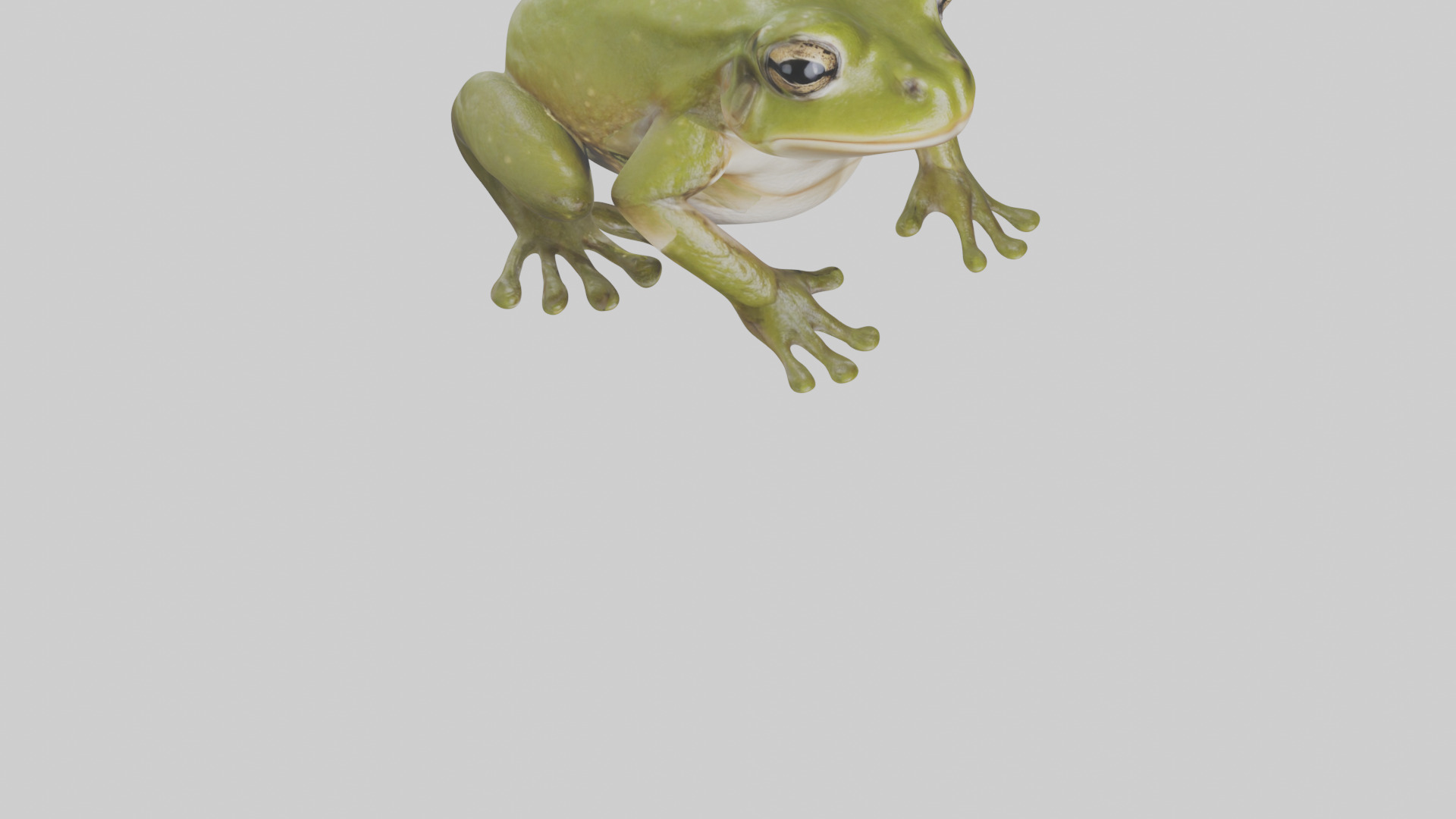 Hairy Frog sitting model Low-poly 3D model_9