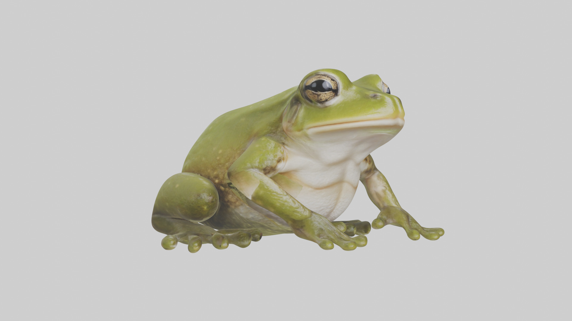 Hairy Frog sitting model Low-poly 3D model_11